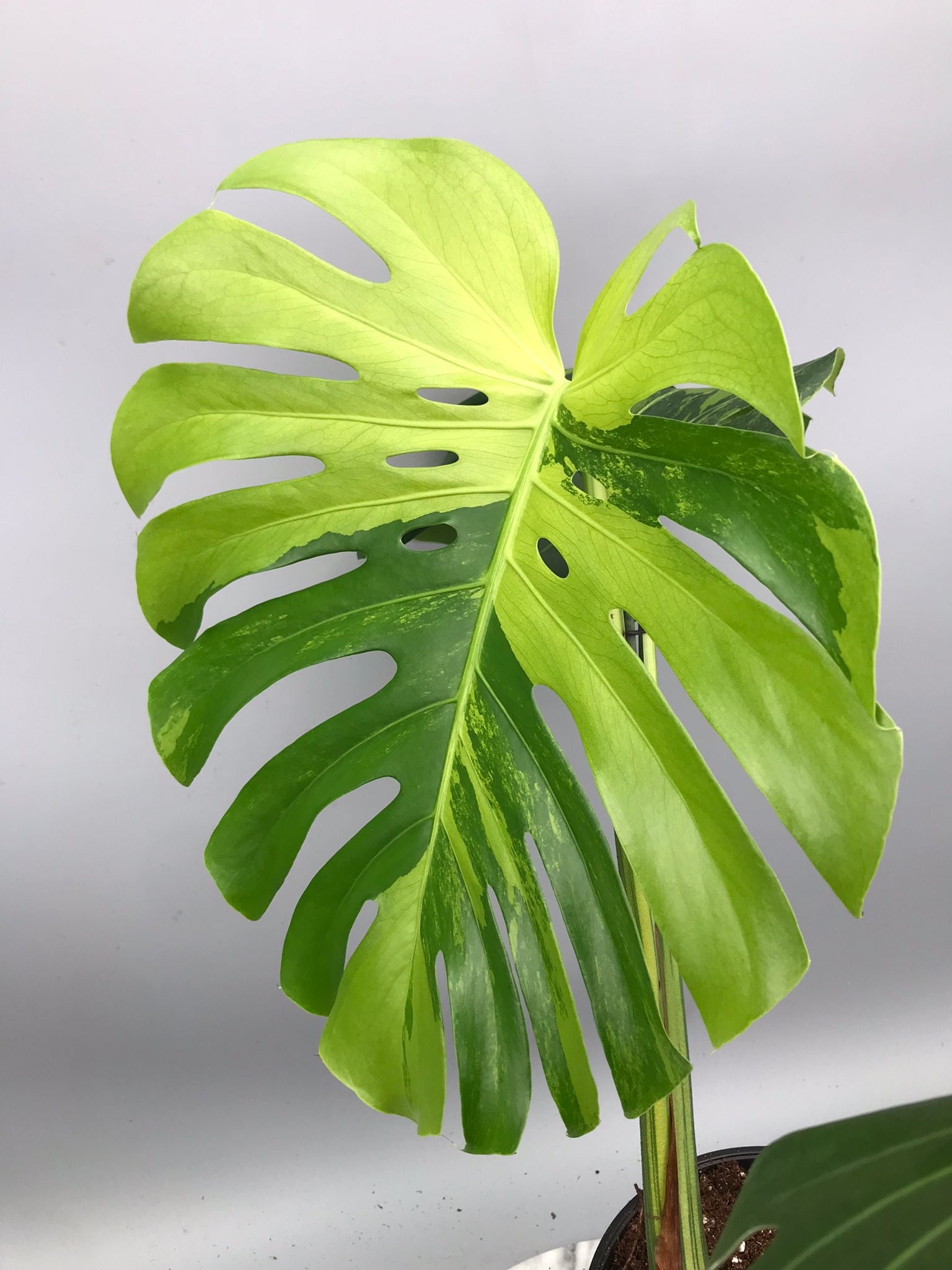 Monstera Ocean Mint XL nr 1