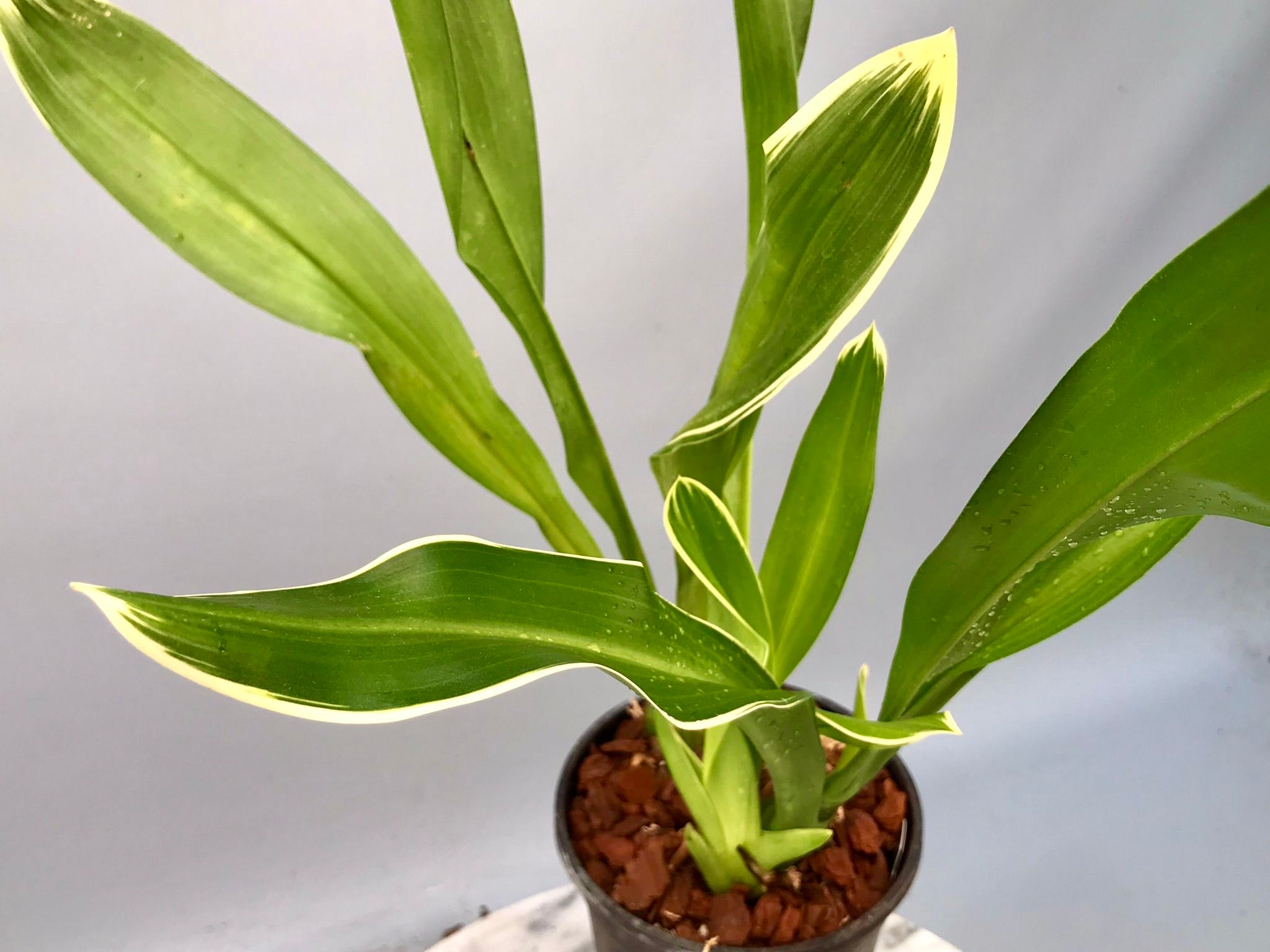 Grammatophyllum scriptum var. citrinum (Variegata)