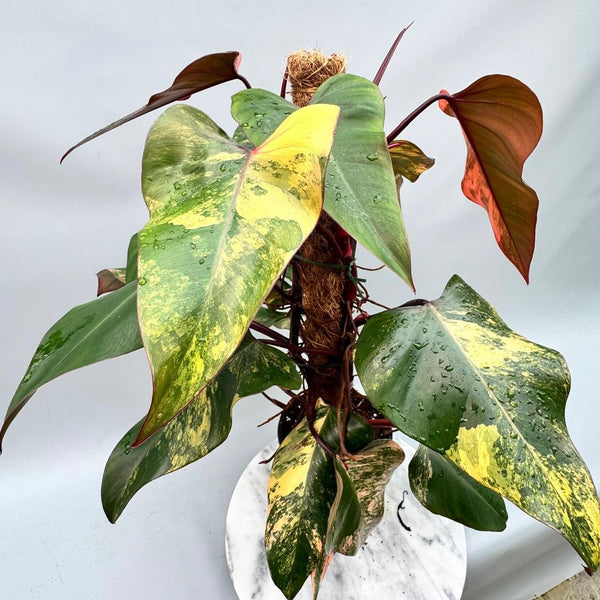 philodendron strawberry milkshake Philodendron strawberry shake (XXL Big Plant)