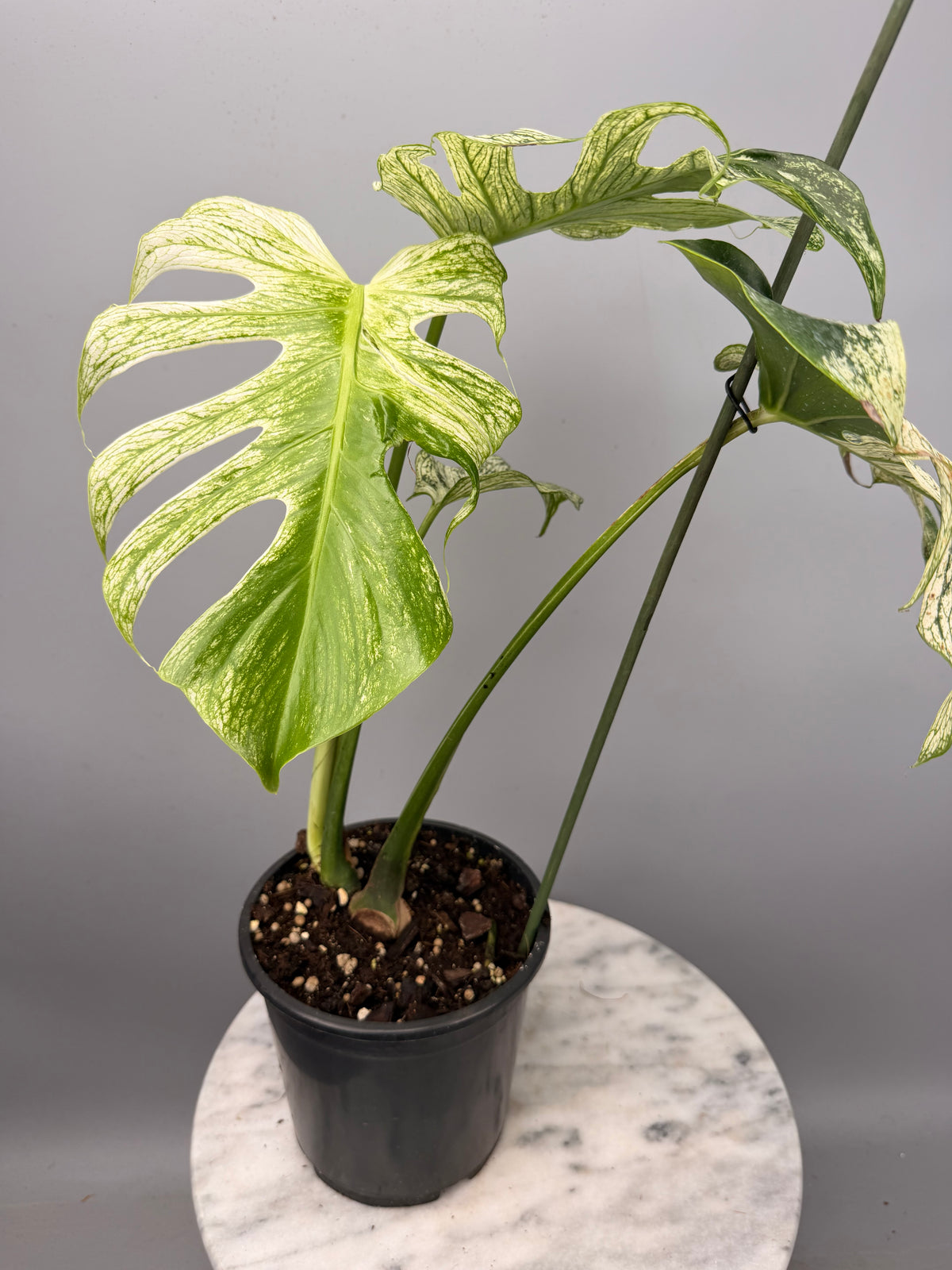 Monstera ‘Devil Monster’ Nr 2