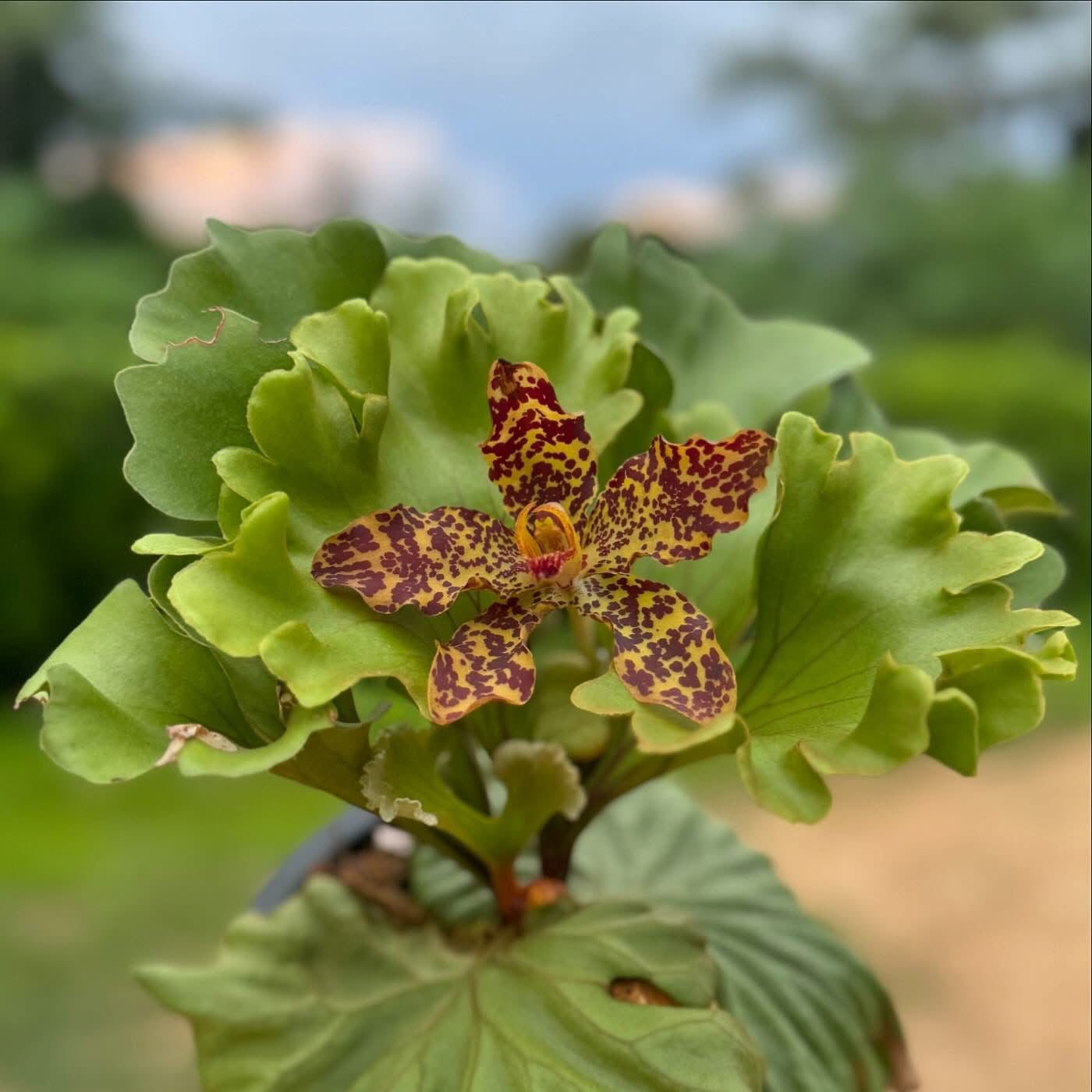 Platycerium ridleyi ‘Wide Form’