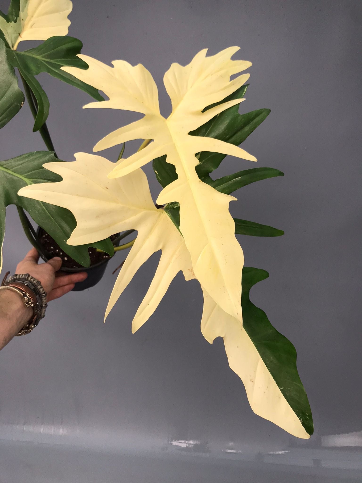 Philodendron Golden Dragon variegated albo (Nr 2)