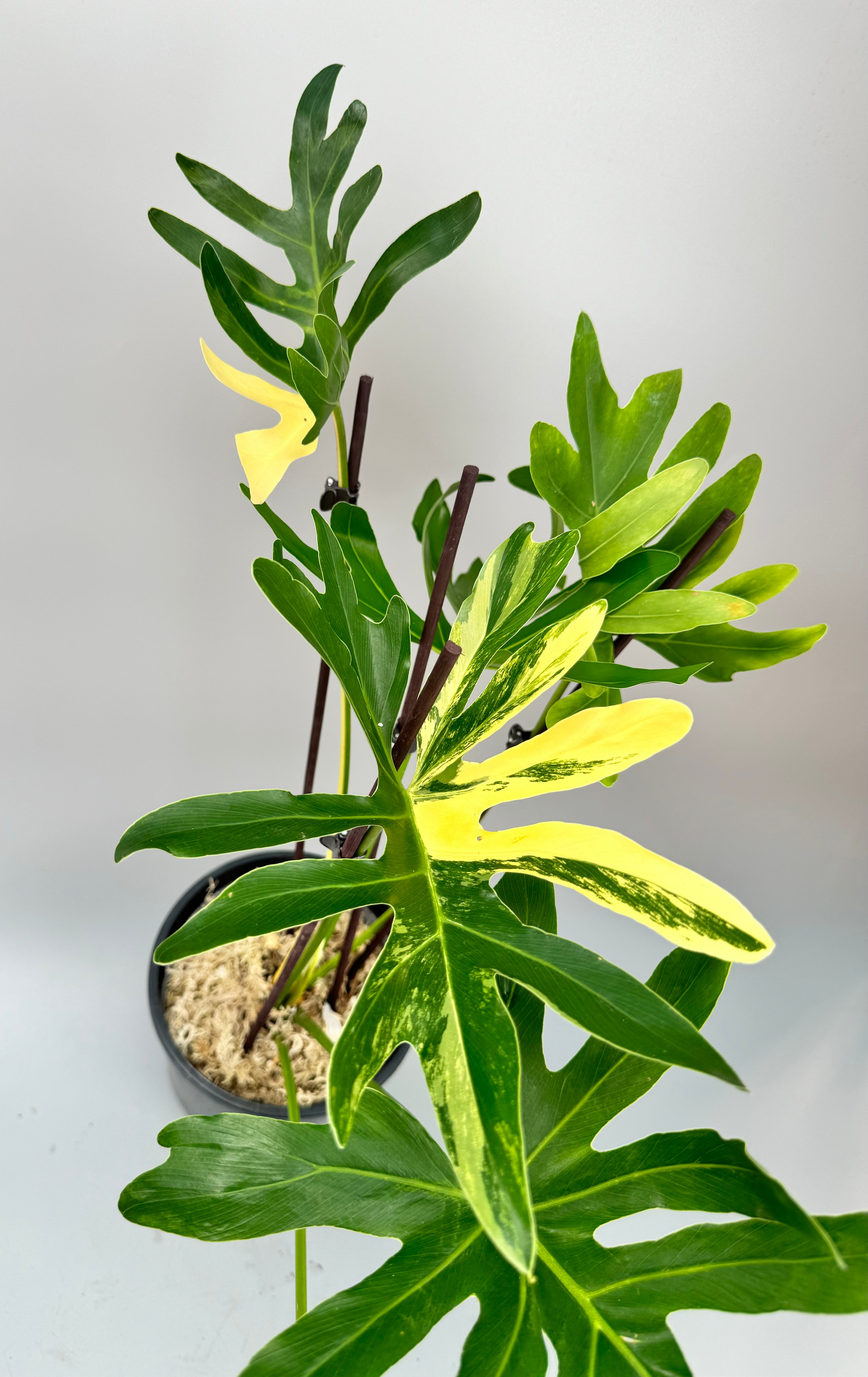 Thaumatophyllum adamantinum variegata