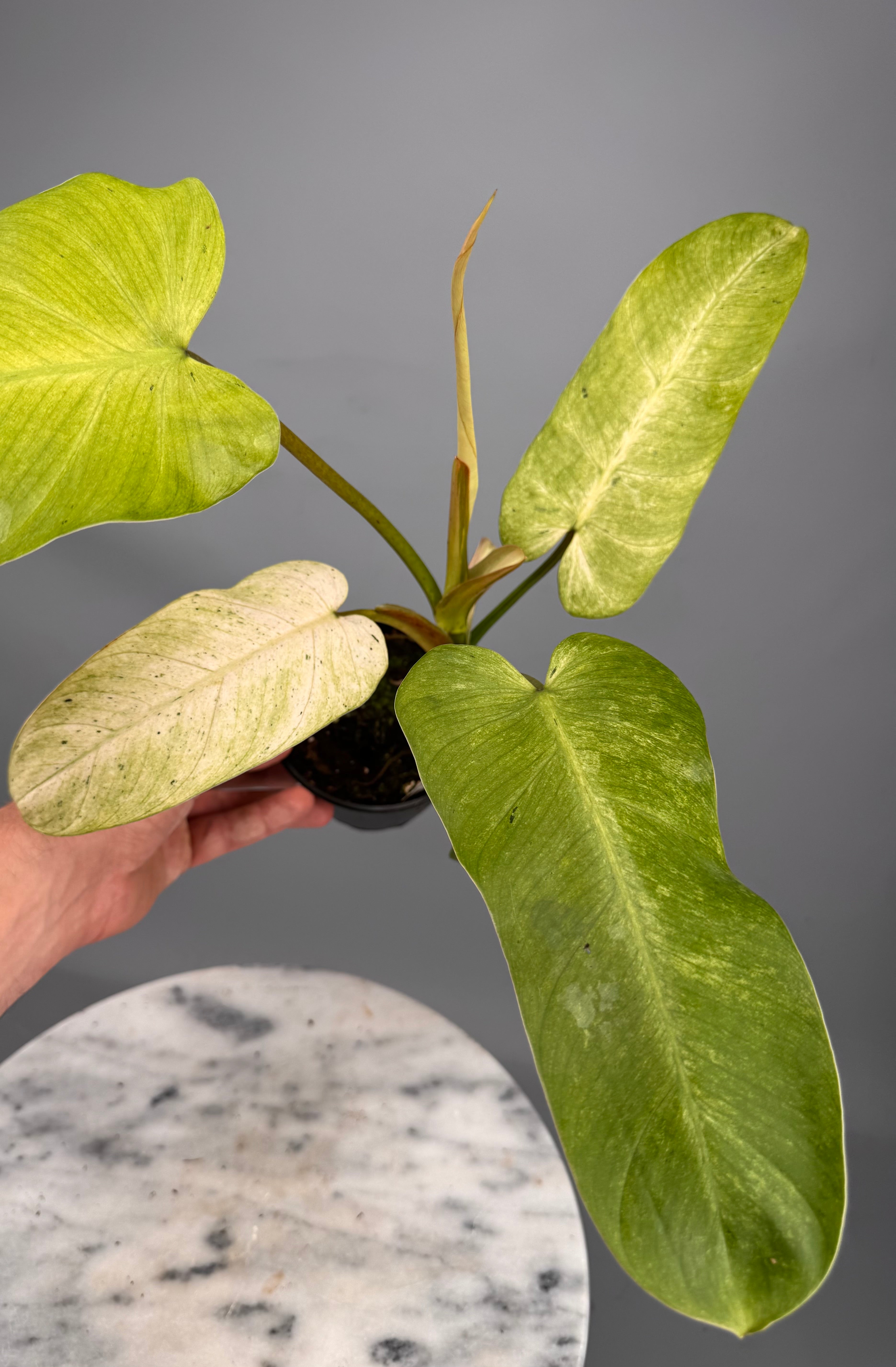 レア アロイド philodendron whippleway ホイップルウェイ-TGK レア アロイド philodendron whippleway ホイップルウェイ-TGK
