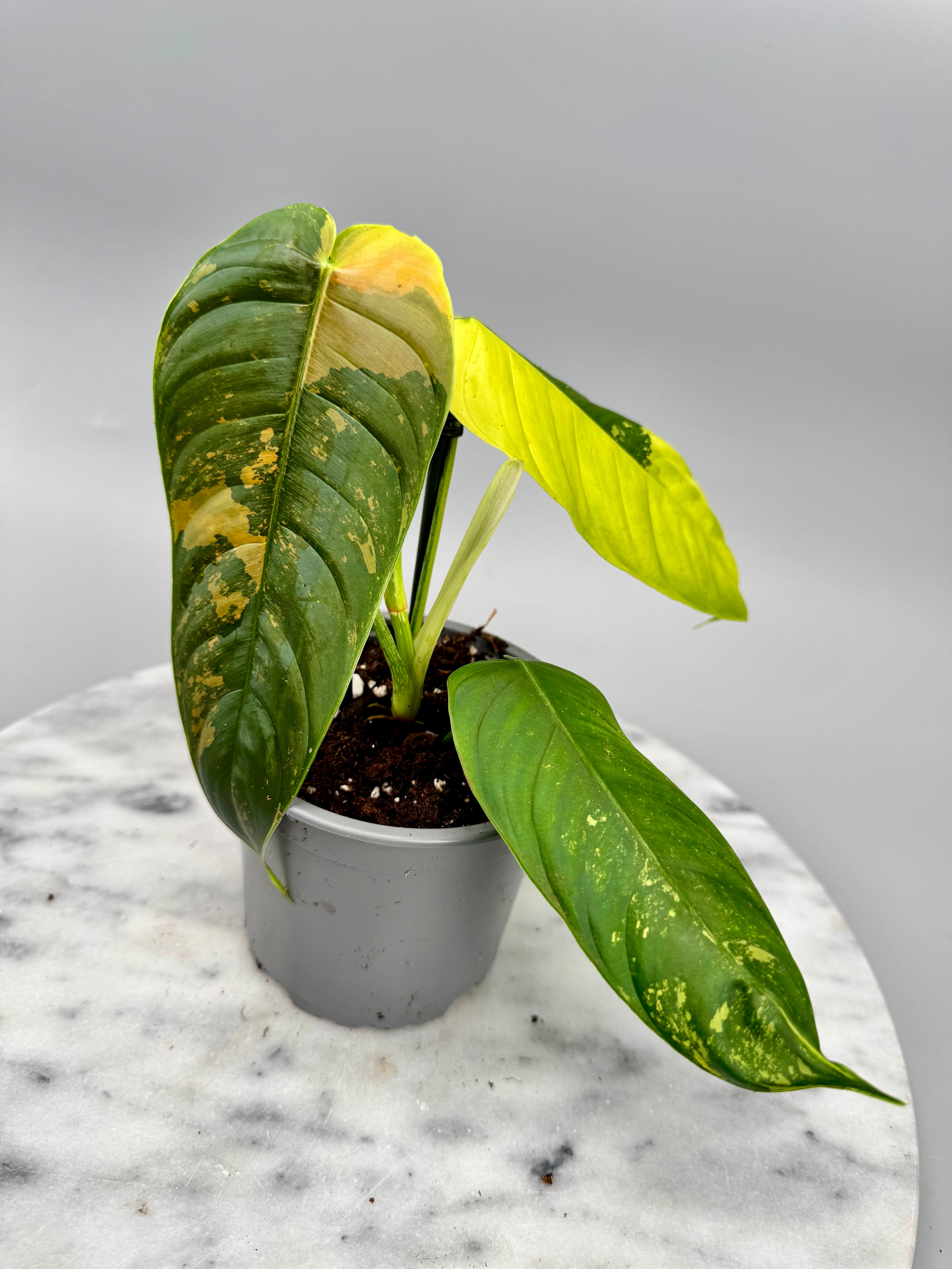 Philodendron sharoniae Mosquera Variegata nr 1