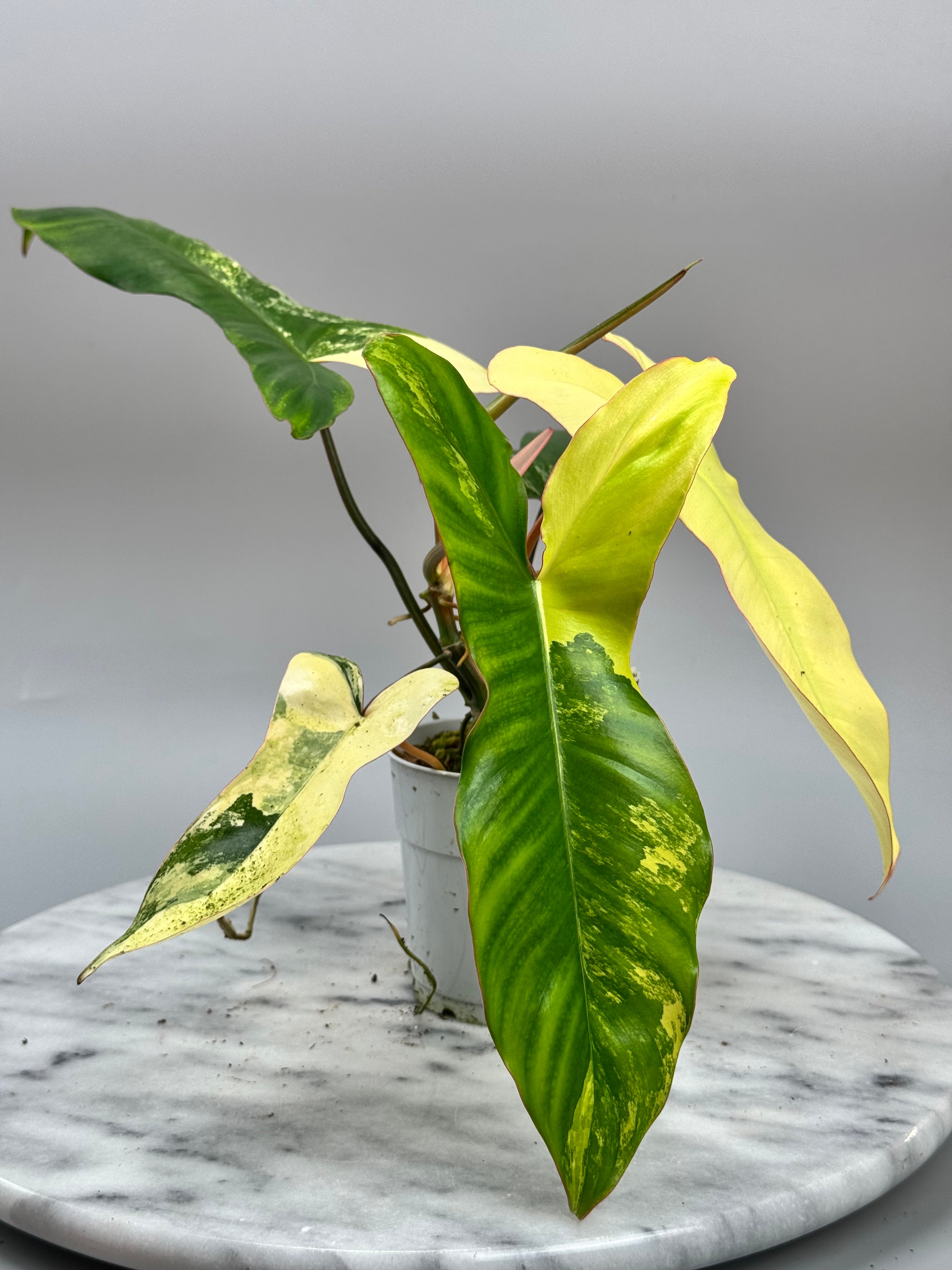 Philodendron Paraiso Verde x Florida Beauty (Nr 1)