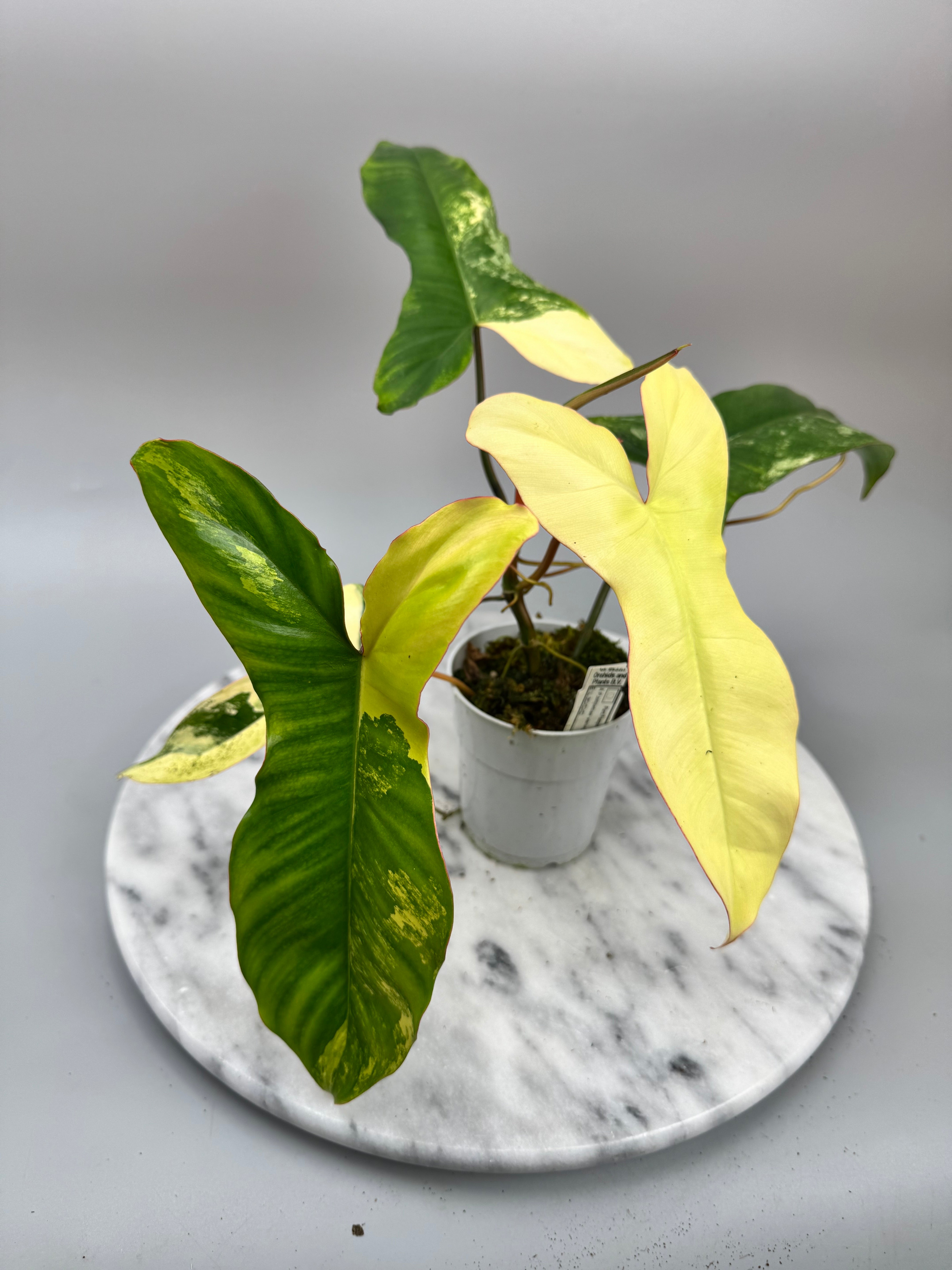 Philodendron Paraiso Verde x Florida Beauty (Nr 1)