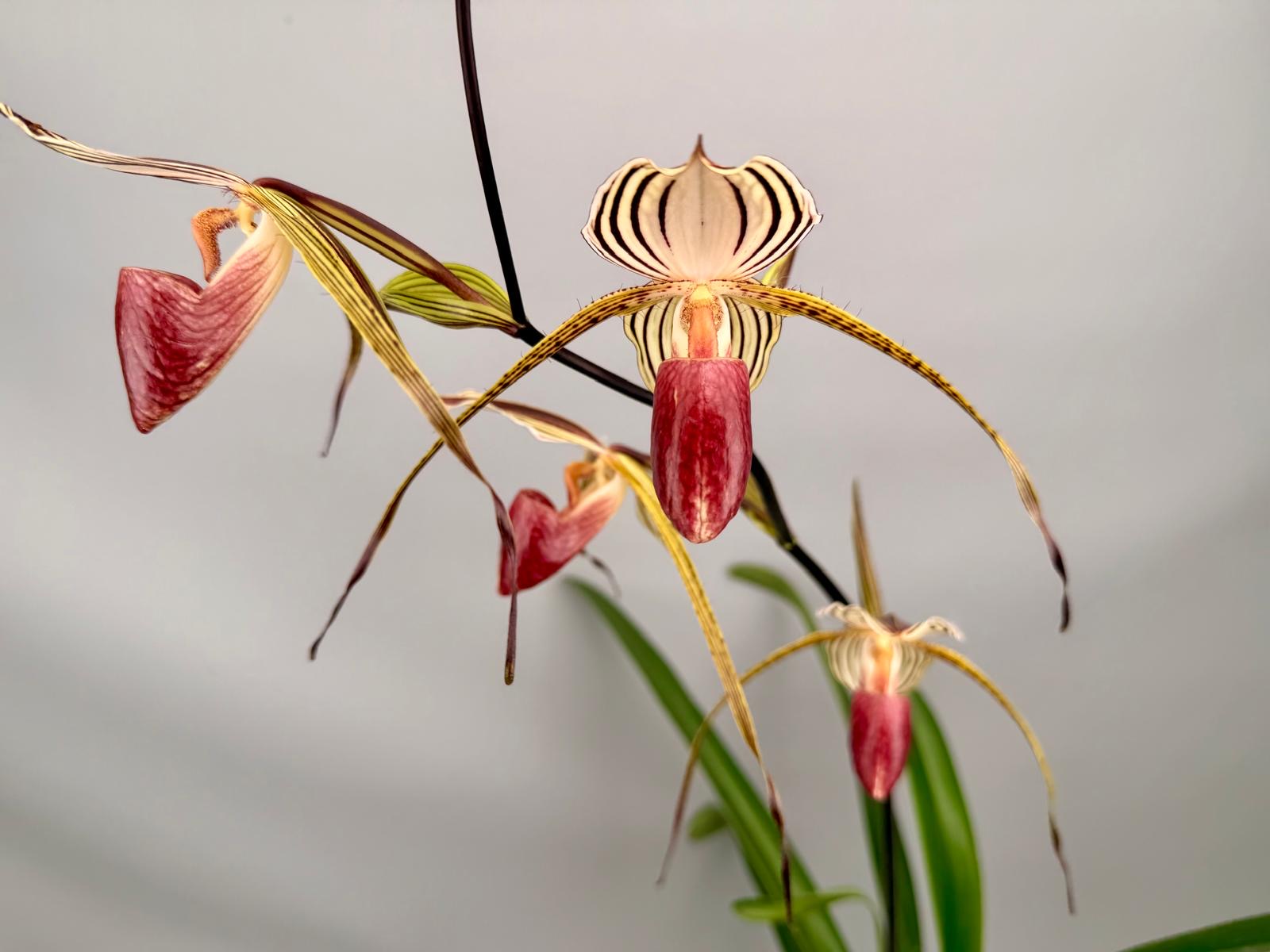 Paphiopedilum Lady Isabel ‘Big Plant’