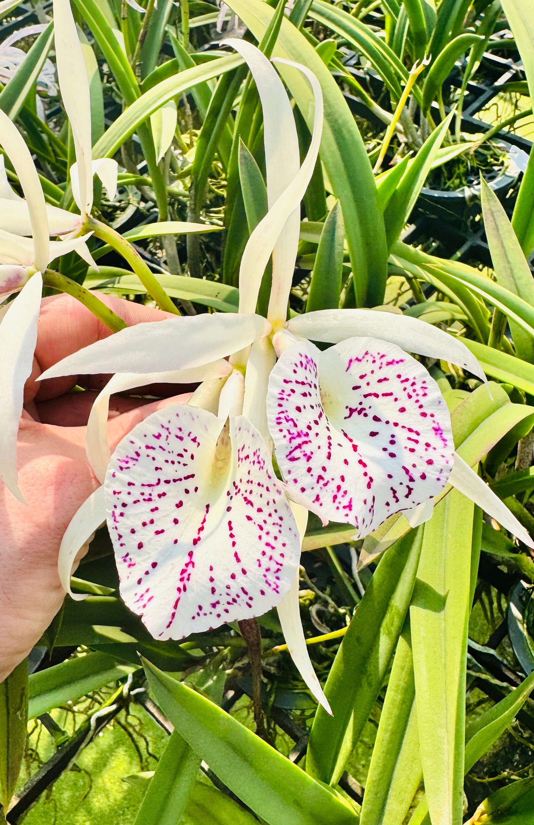 Brassocattleya Yu Toung Star x nodosa '4N'