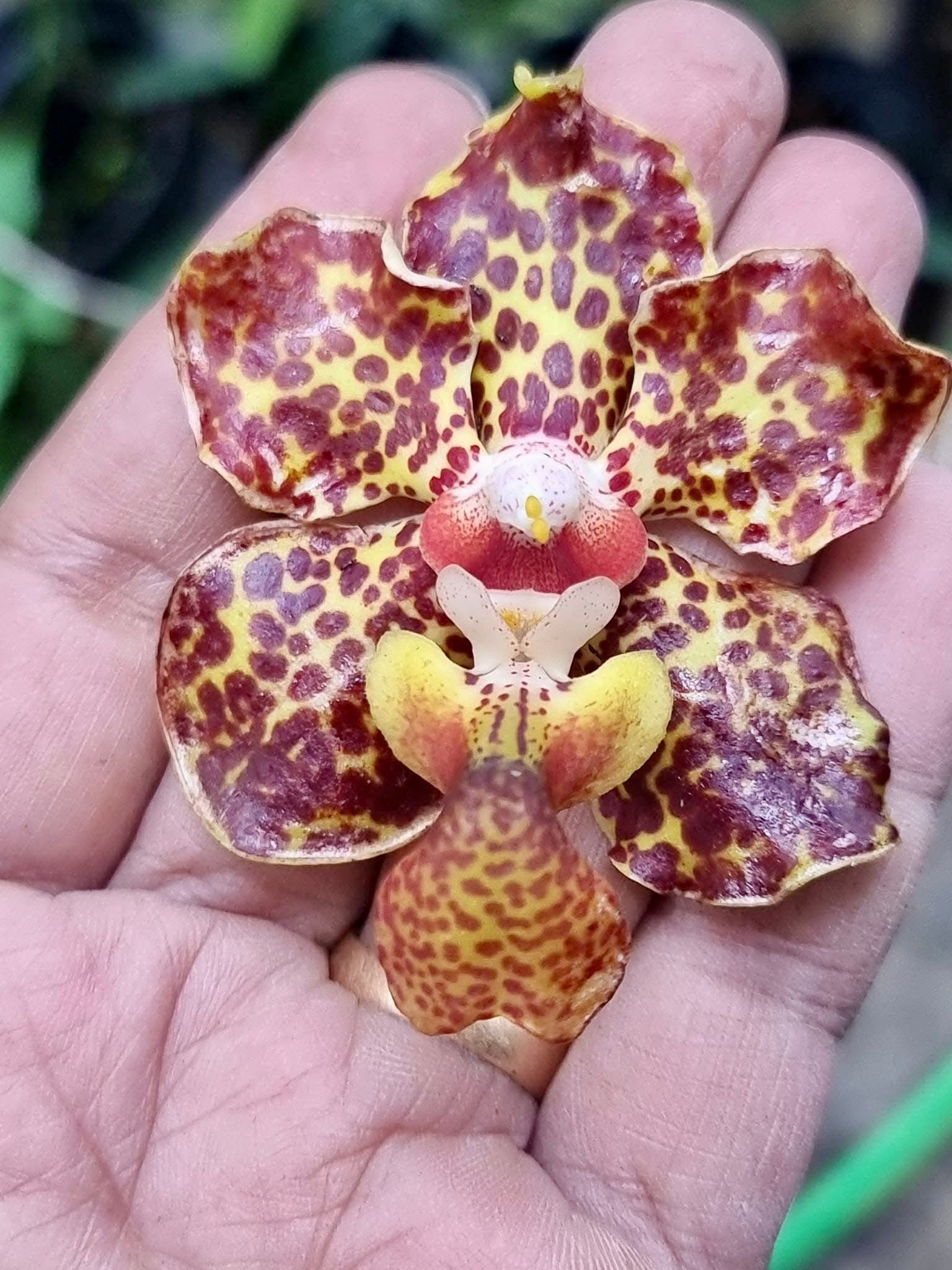 Vanda lombokensis