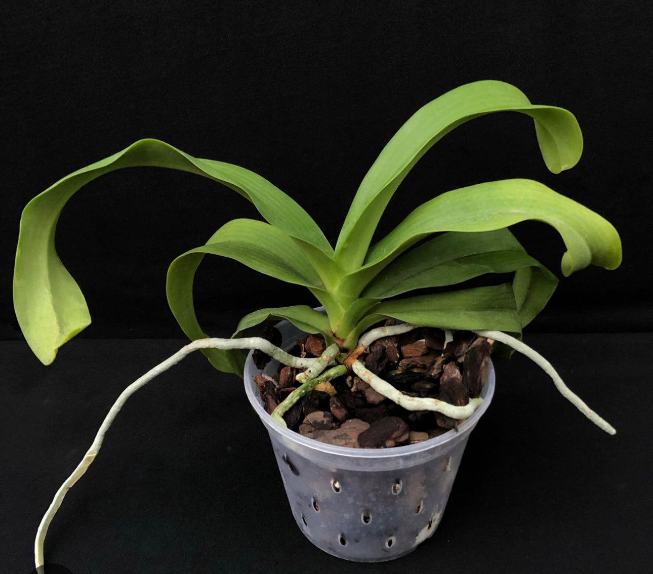 Rhynchonopsis Dragon Charmy