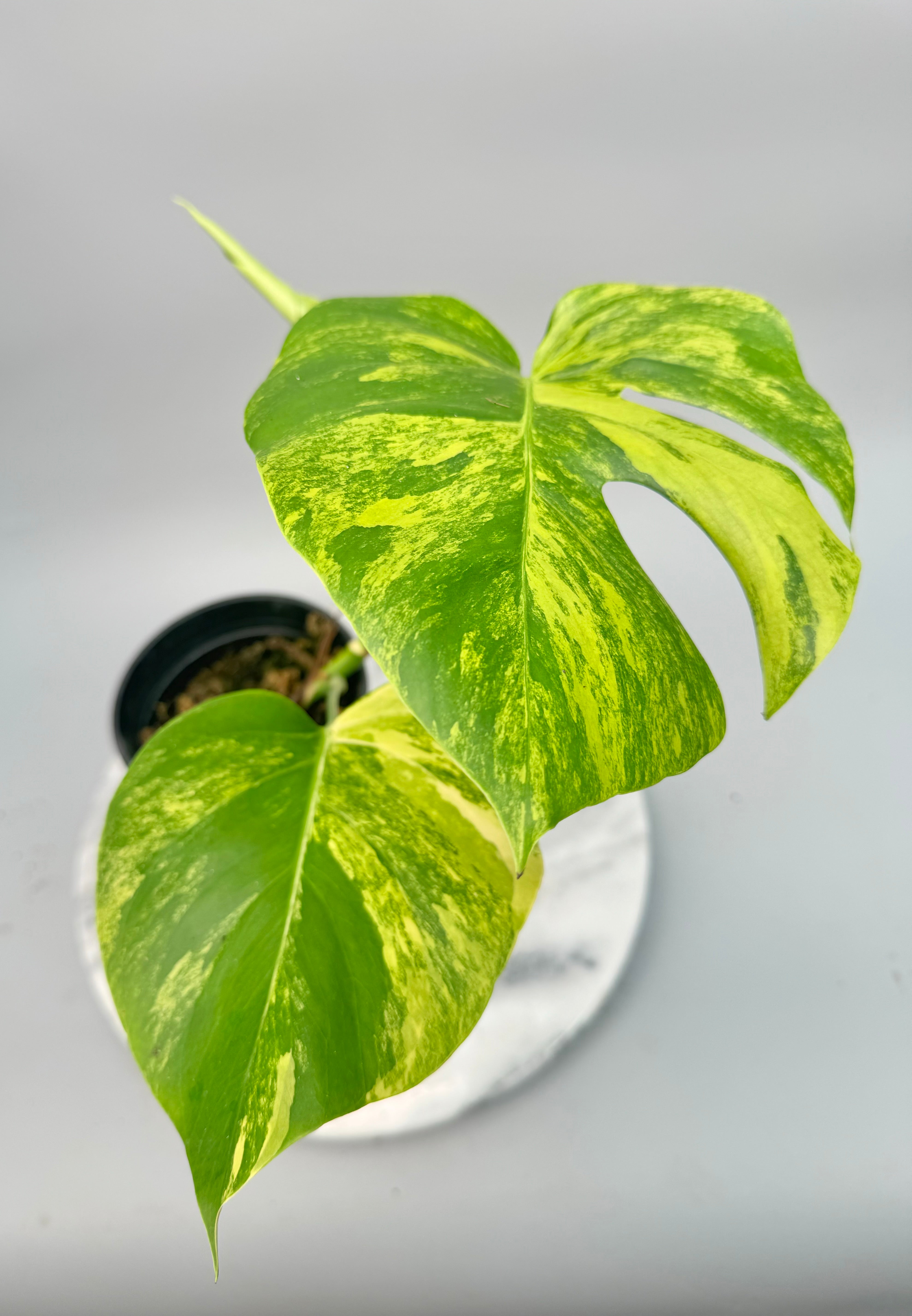 Monstera deliciosa borsigiana variegata aurea (2/3 Leaves)