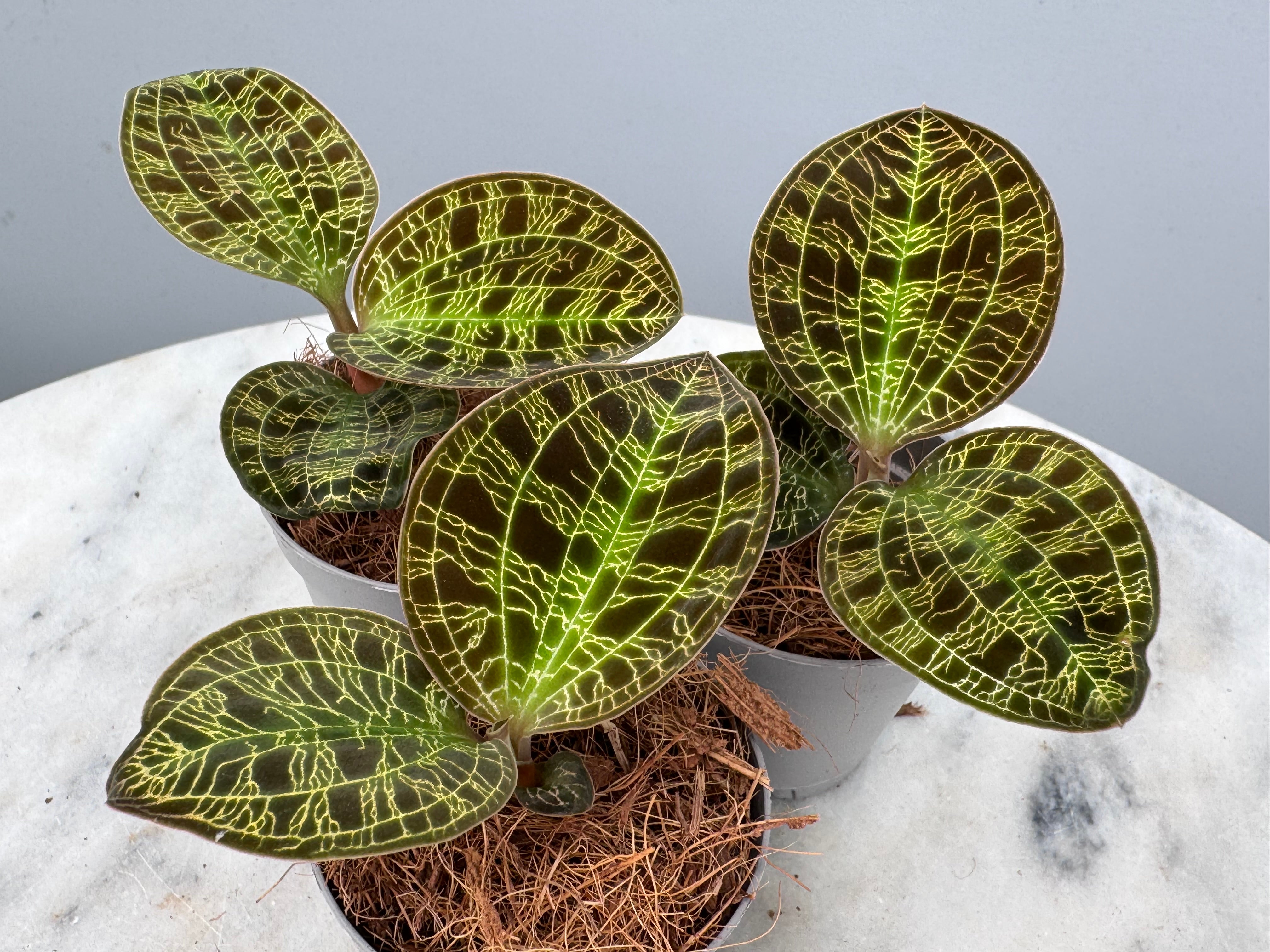 Anoectochilus sanderianus
