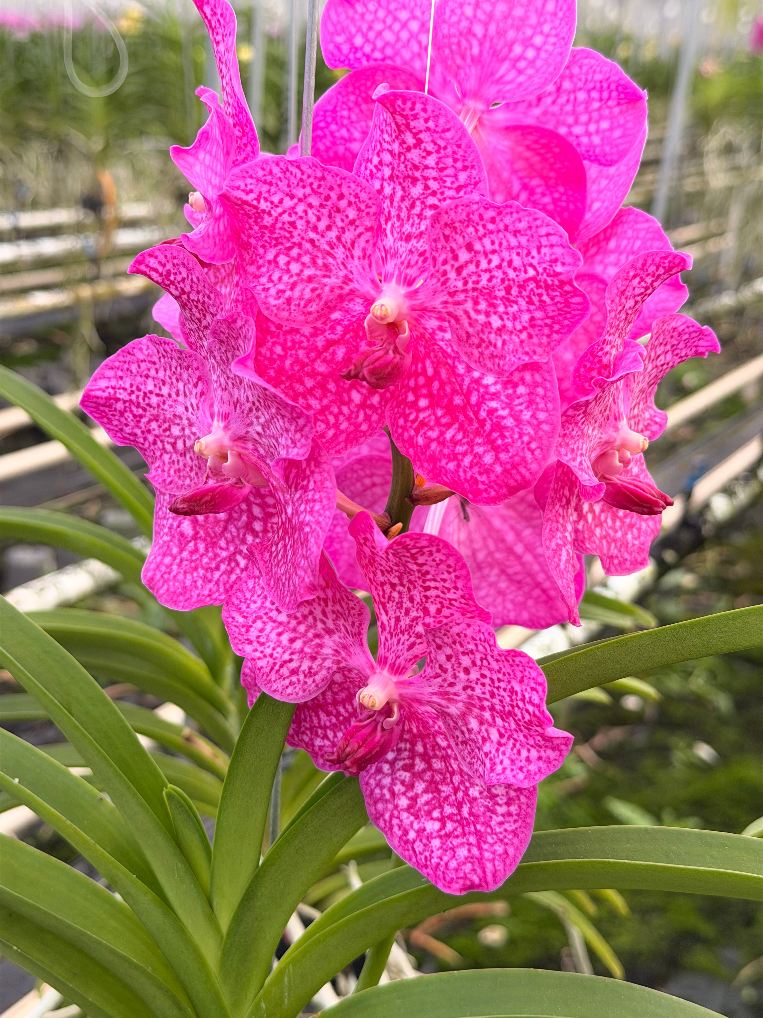 Vanda Pink Magic