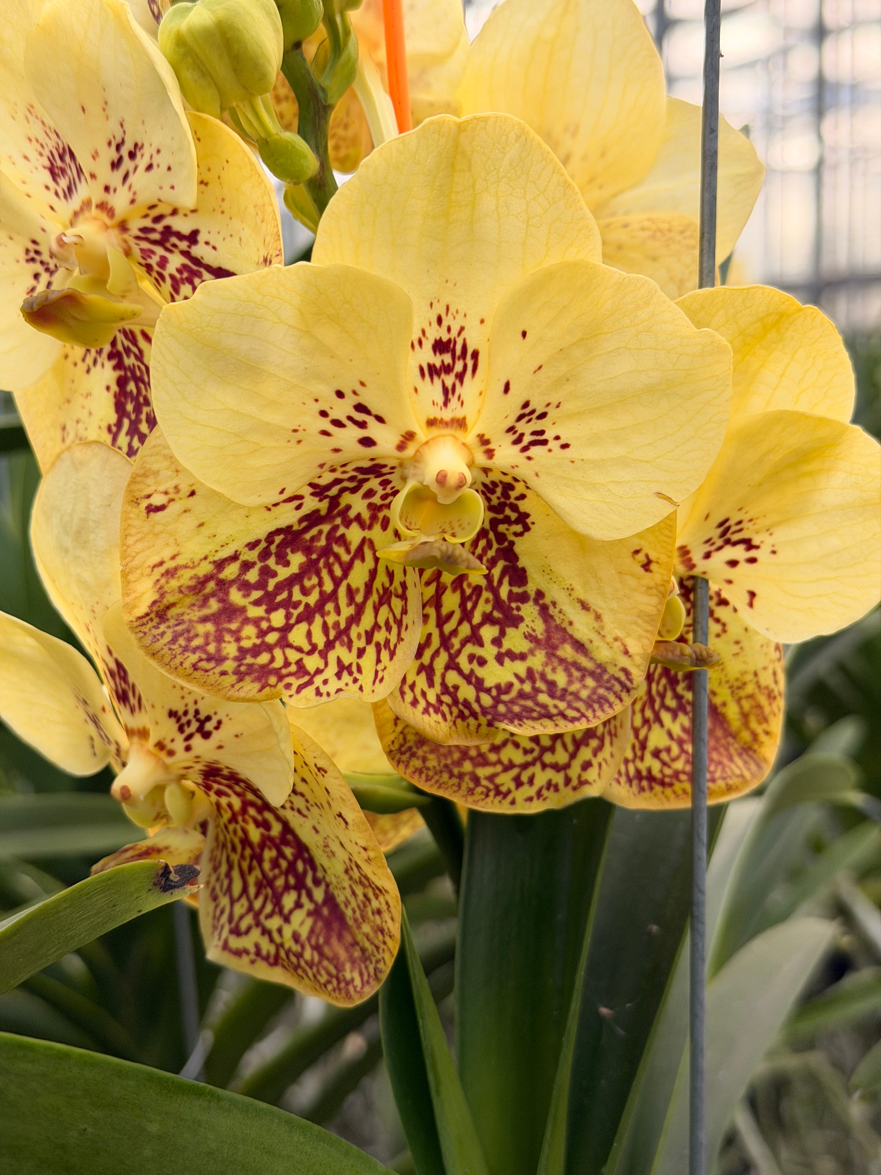 Vanda Yellow Magic