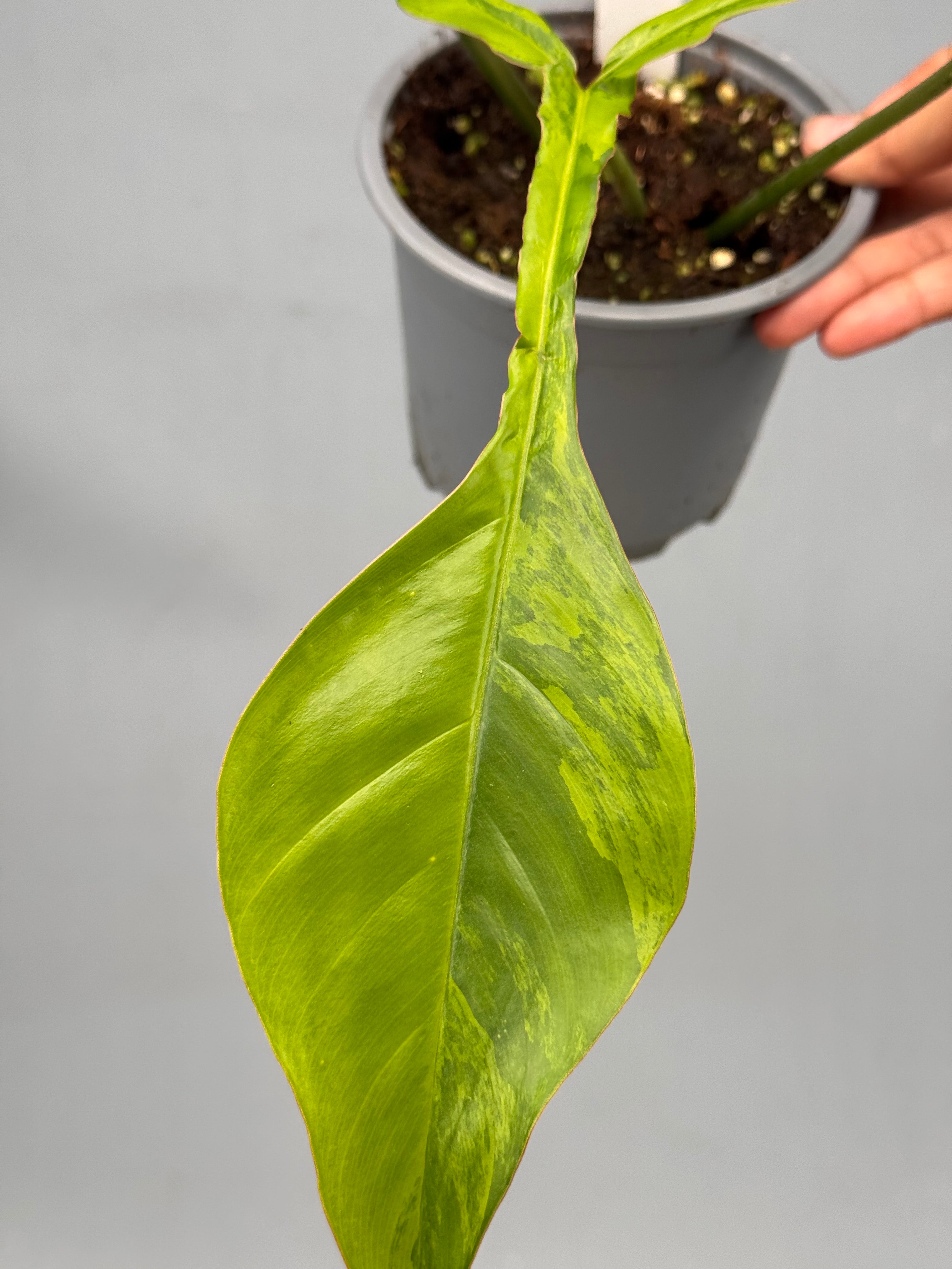 Philodendron joepii variegated (Nr 1)