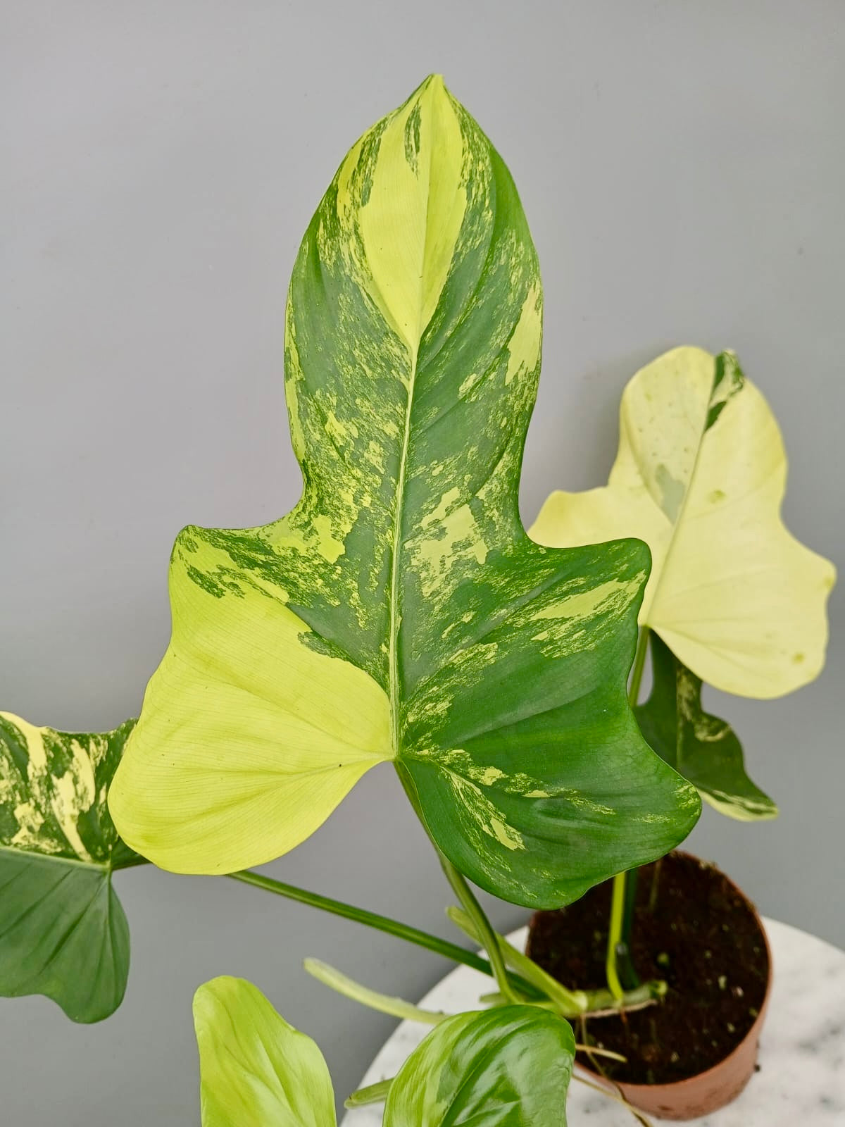 Philodendron Violin Variegated (Hochgradig variegated)