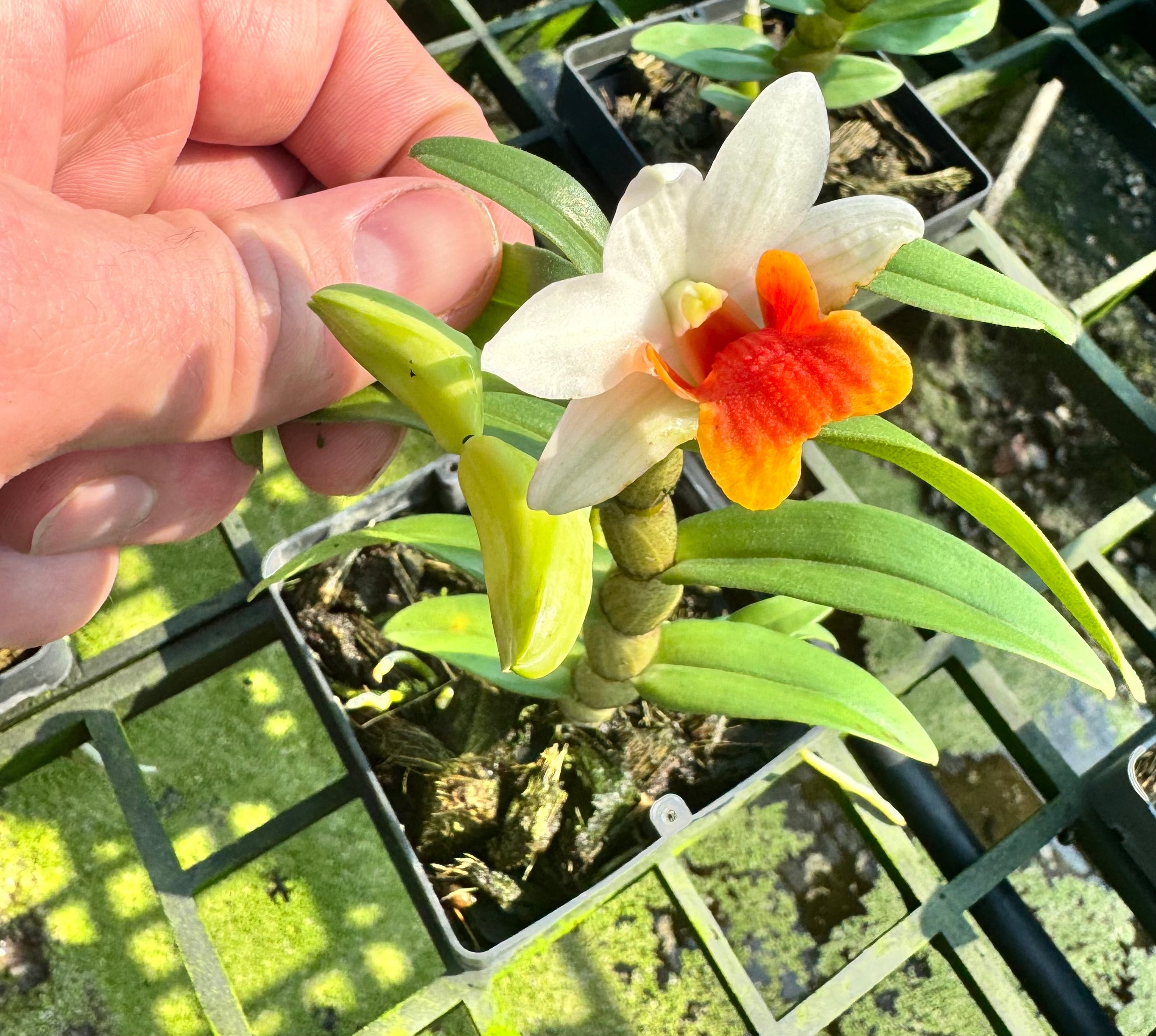 Dendrobium Sweet Dawn 'Jairak'