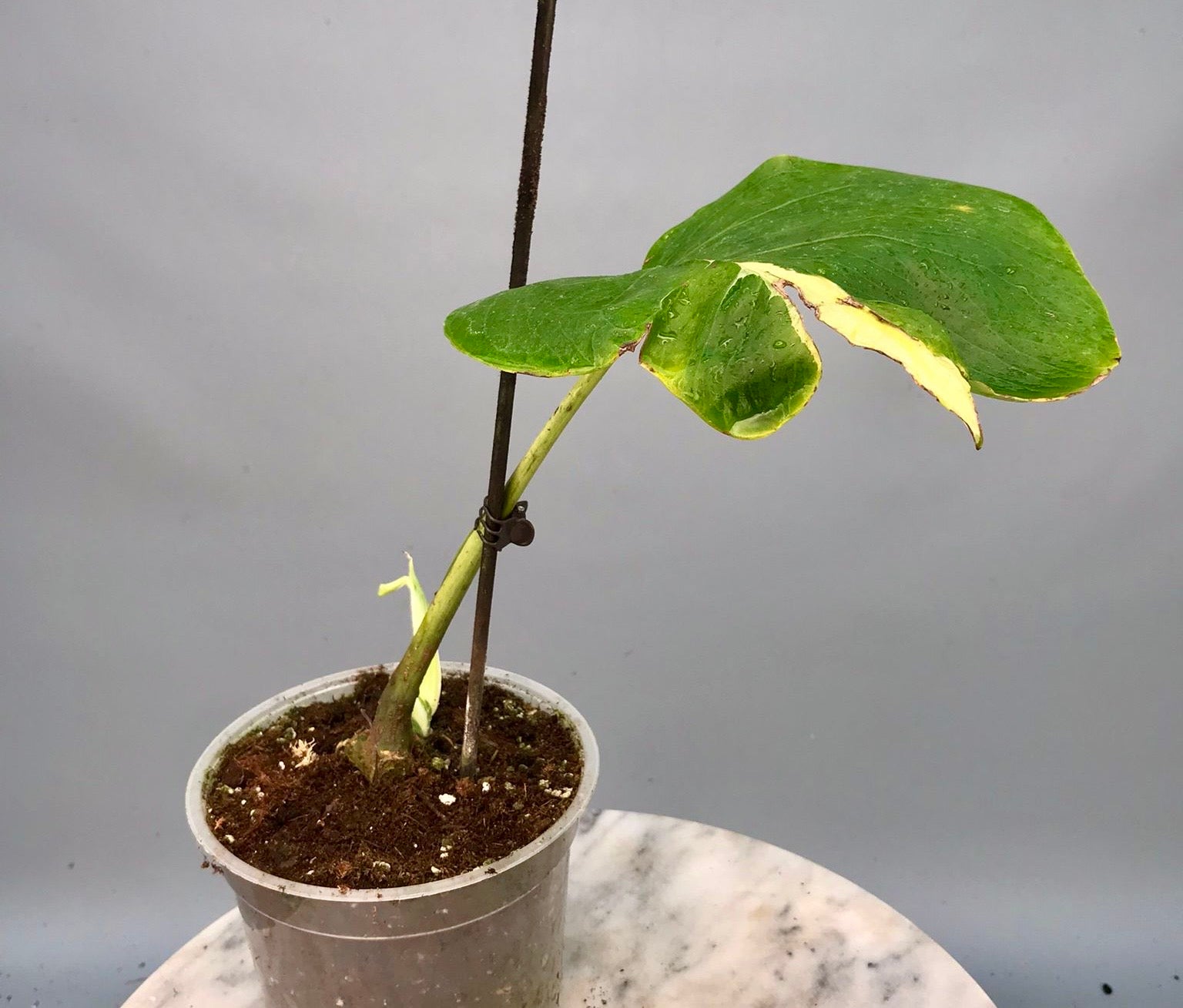 Monstera White Lava 'Lalamove' nr 1.3