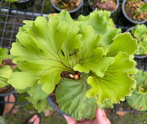 Platycerium ridleyi 'Wide Form'