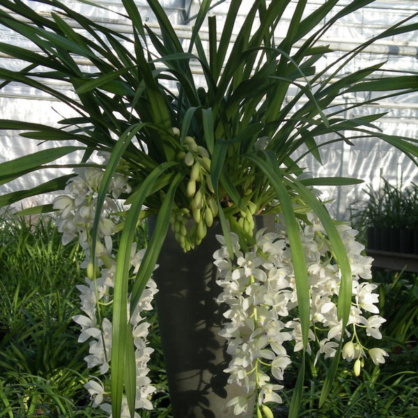 sarah seed plant Cymbidium Sarah Jean 