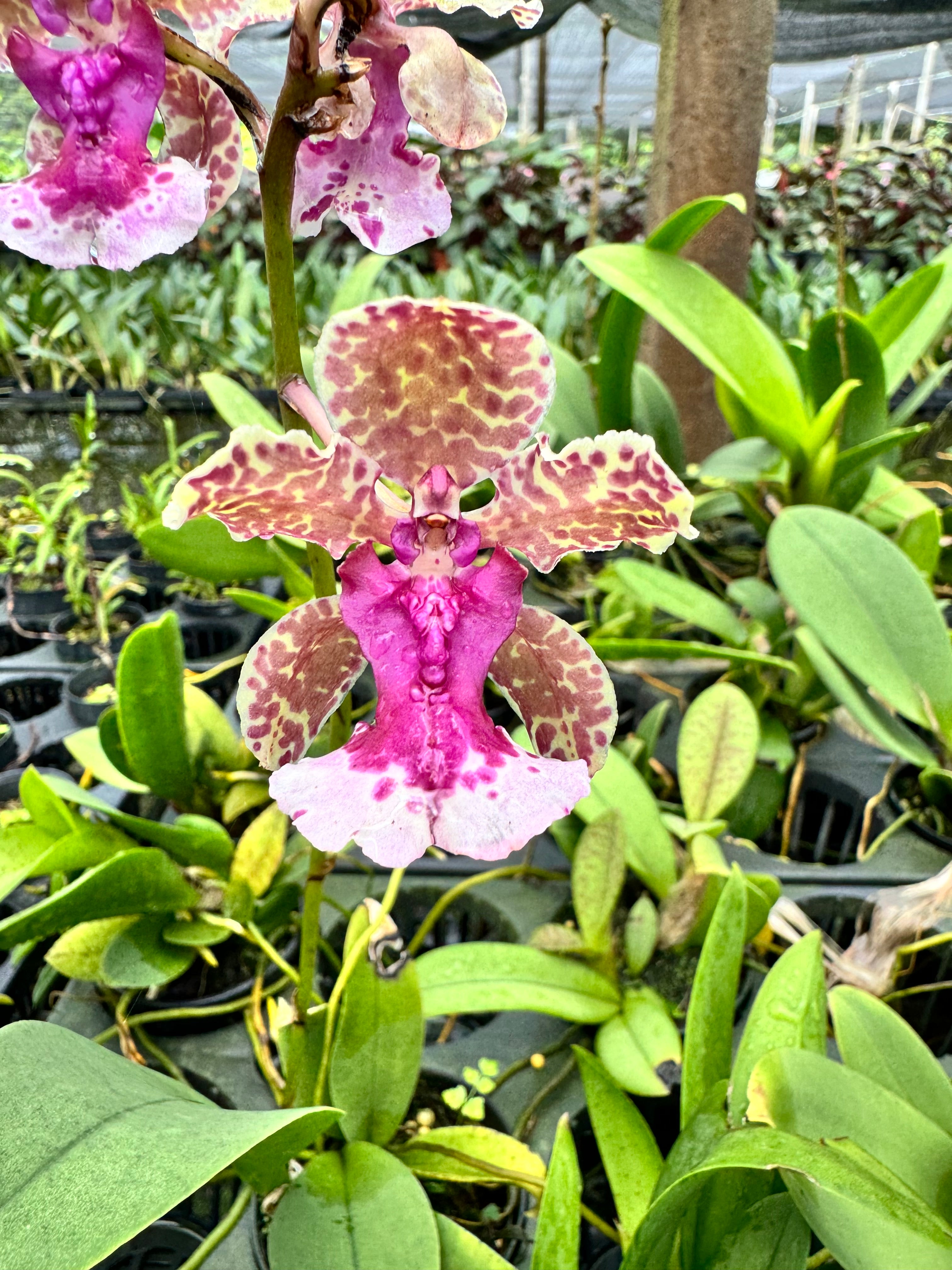 Trichocentrum lanceanum hybride (Pink)