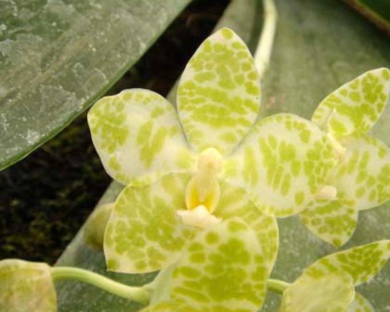 Phalaenopsis gigantea alba (Small Plant)