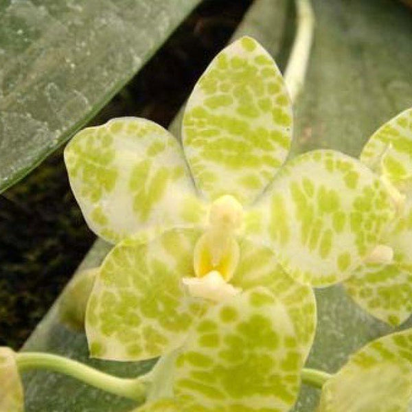 Phalaenopsis gigantea alba (Small Plant)