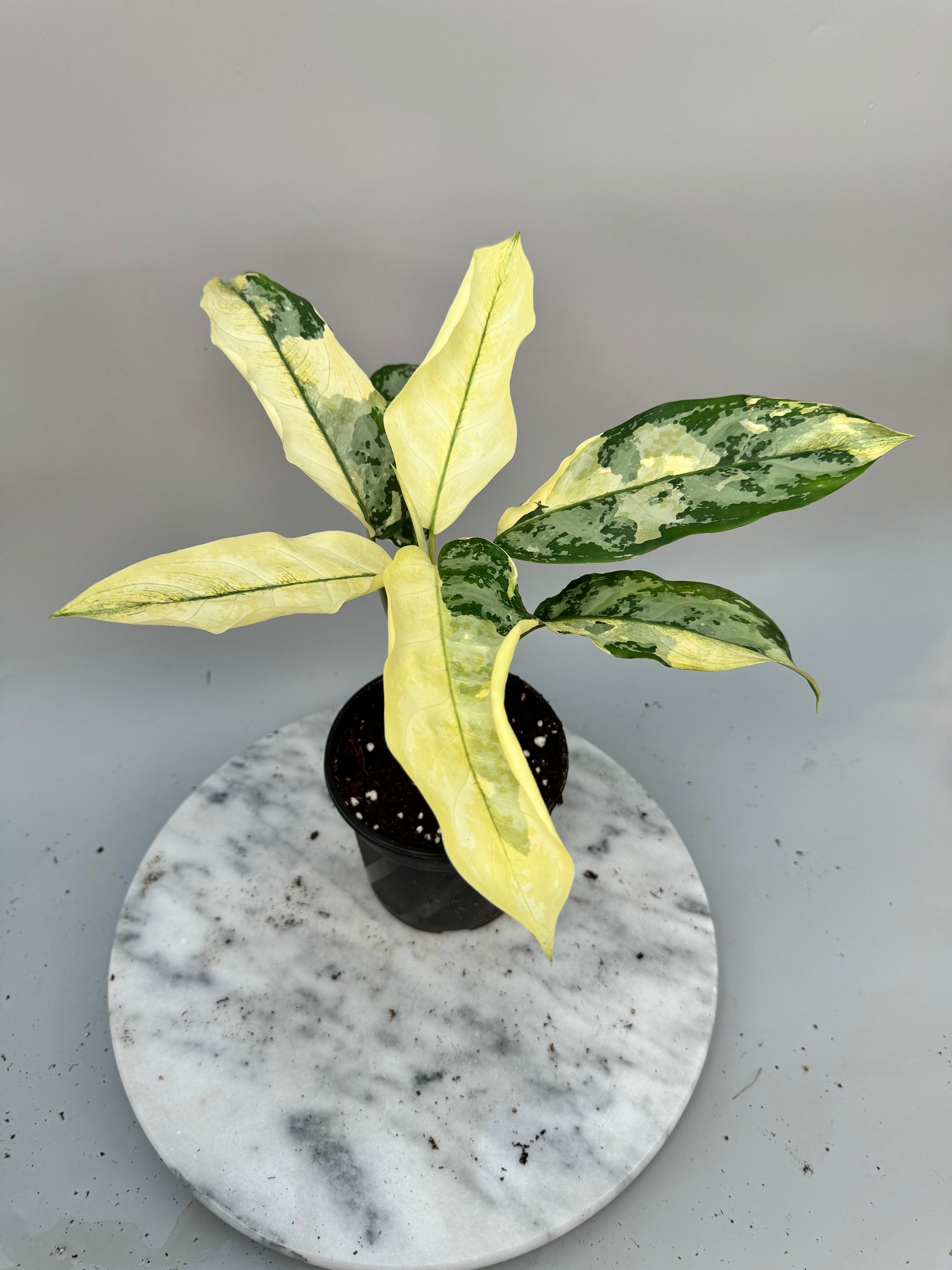 aglaonema sp variegata Aglaonema suvarnabhumi Variegated