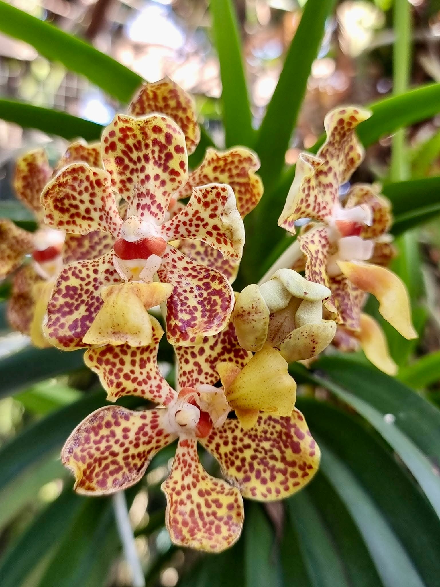 Vanda lombokensis