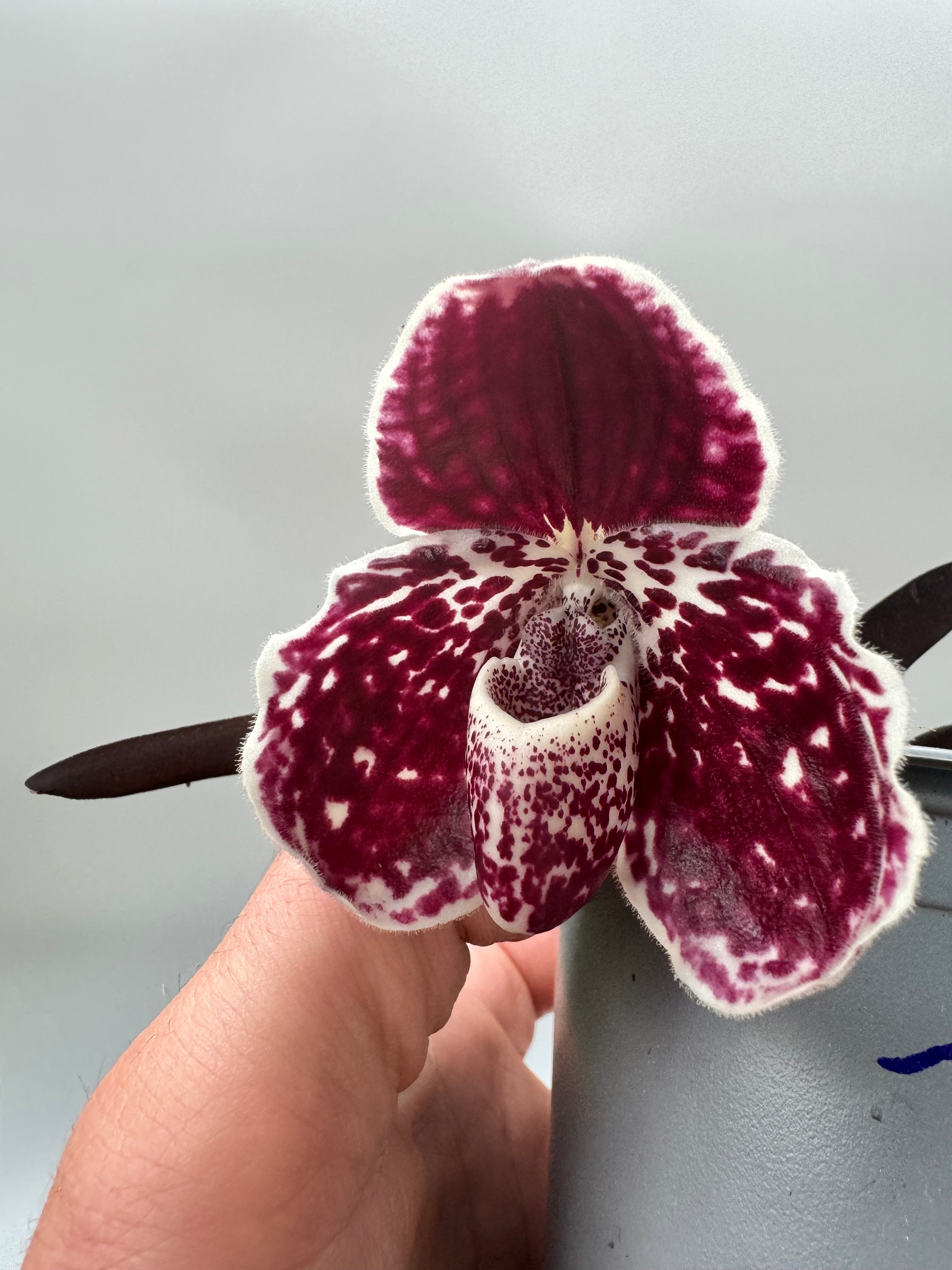 Paphiopedilum leucochilum ''Dark'' x ''Black'' (Dunkel Galaxy)