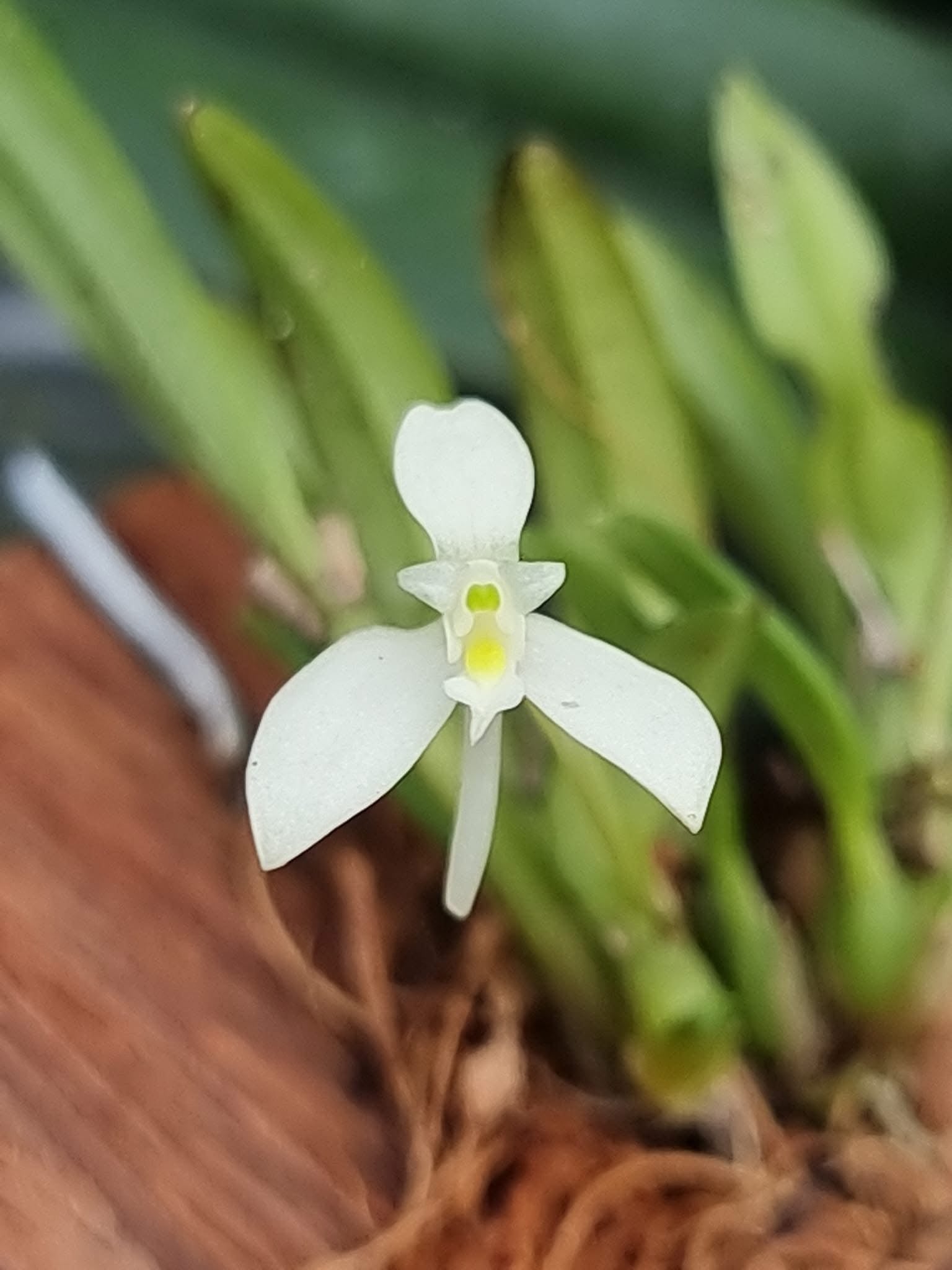 Dendrobium citrinum section cadetia