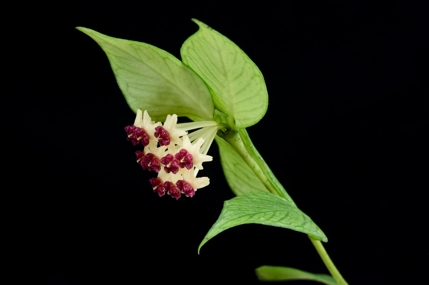 Hoya Polyneura ‘FULL SILVER’ (Fish-Tail Hoya)