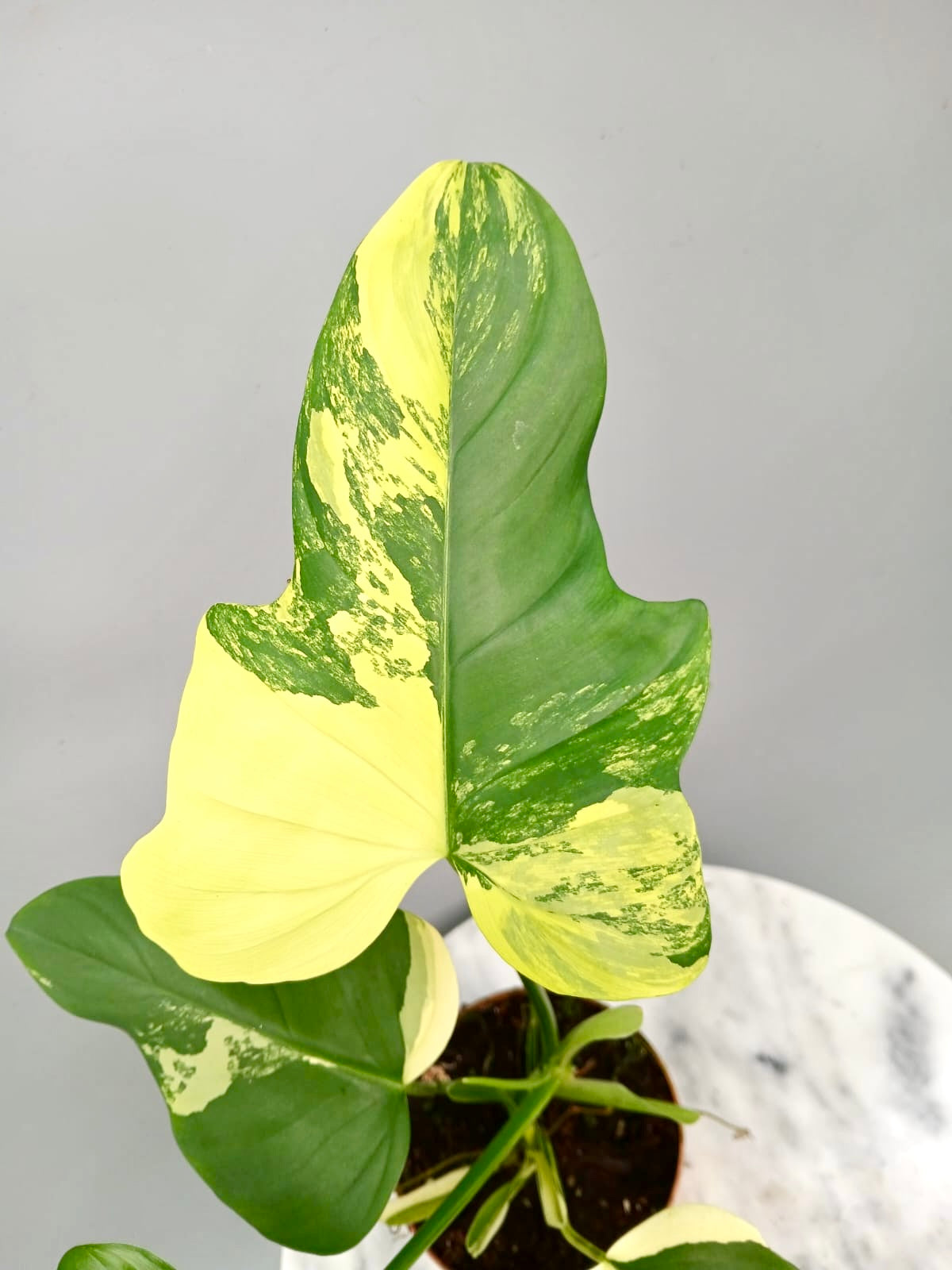 Philodendron bipennifolium Violin Variegated