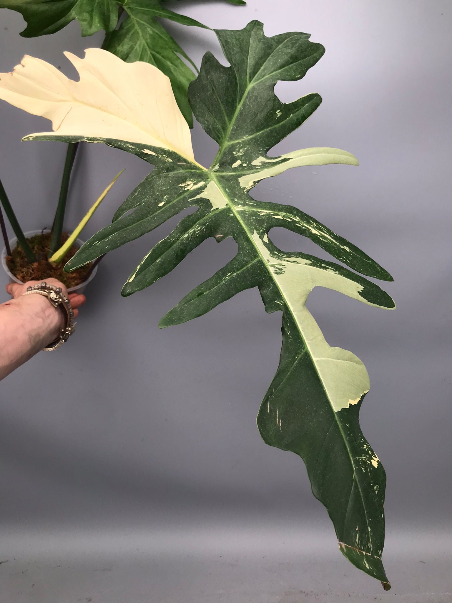 Philodendron Golden Dragon variegated albo (Nr 2)