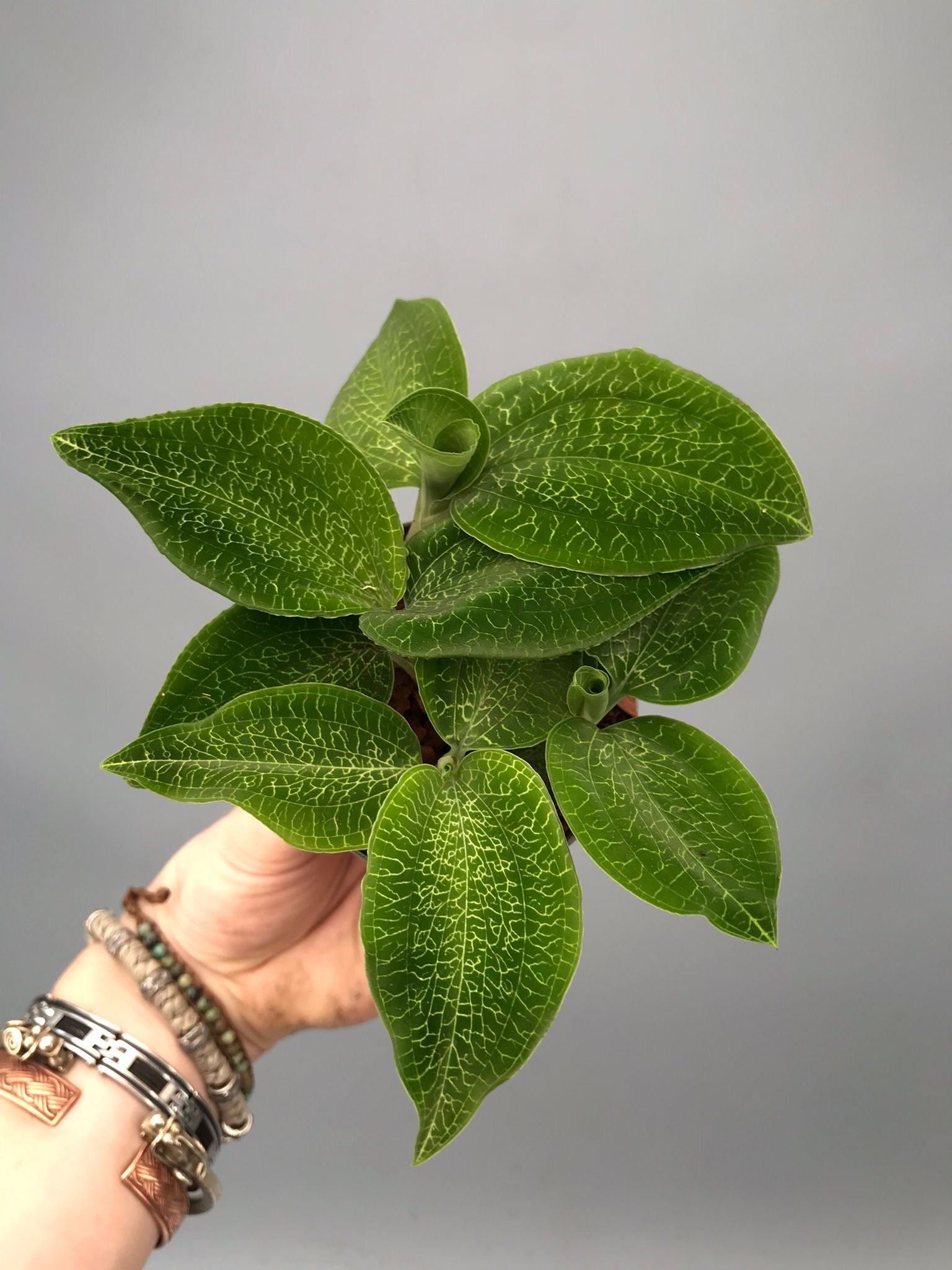 Goodyera micholitziana ‘Big Plant’ (3 plants)