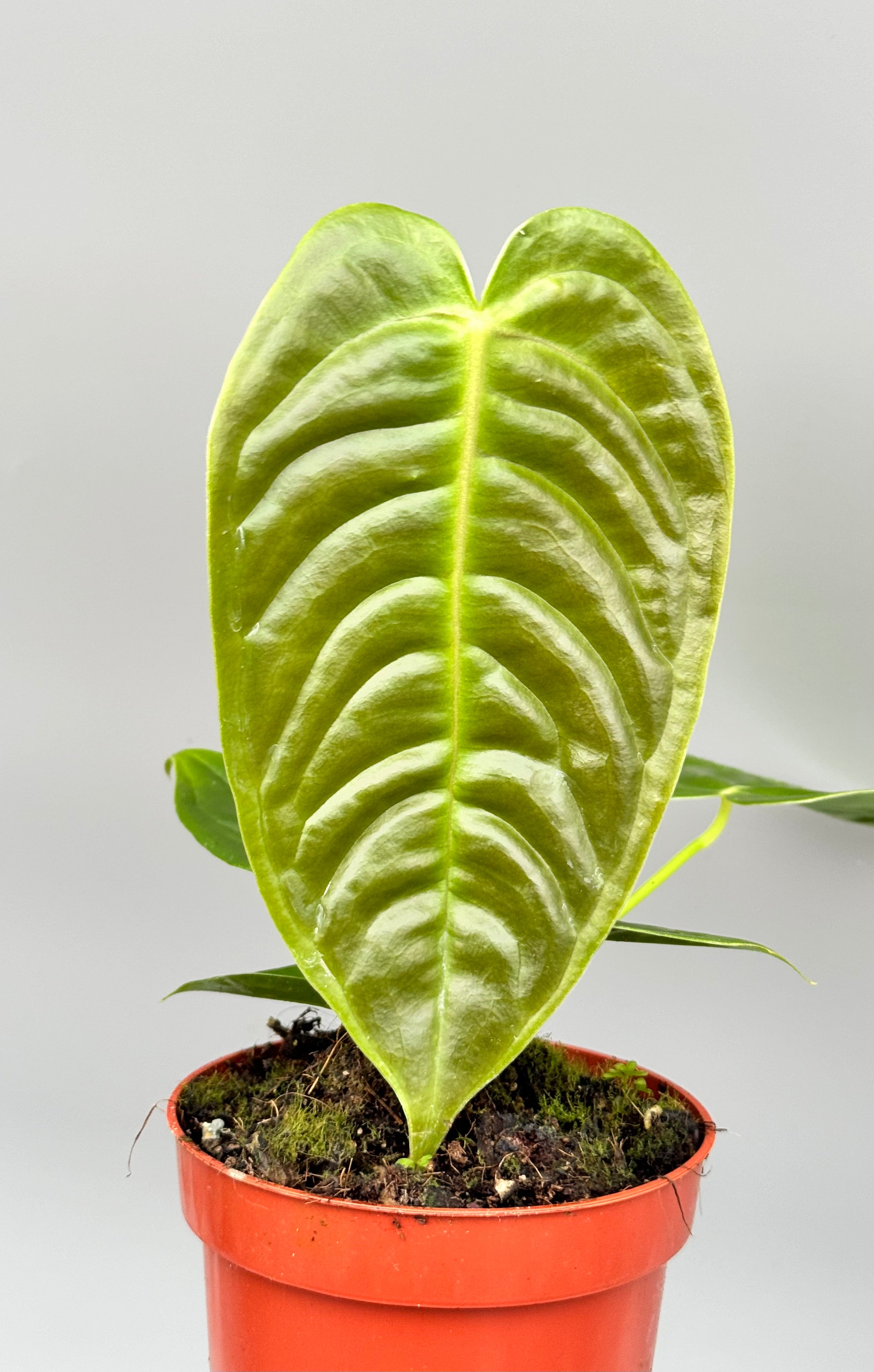 Anthurium veitchii 3/4 leaves (Small Leaves)