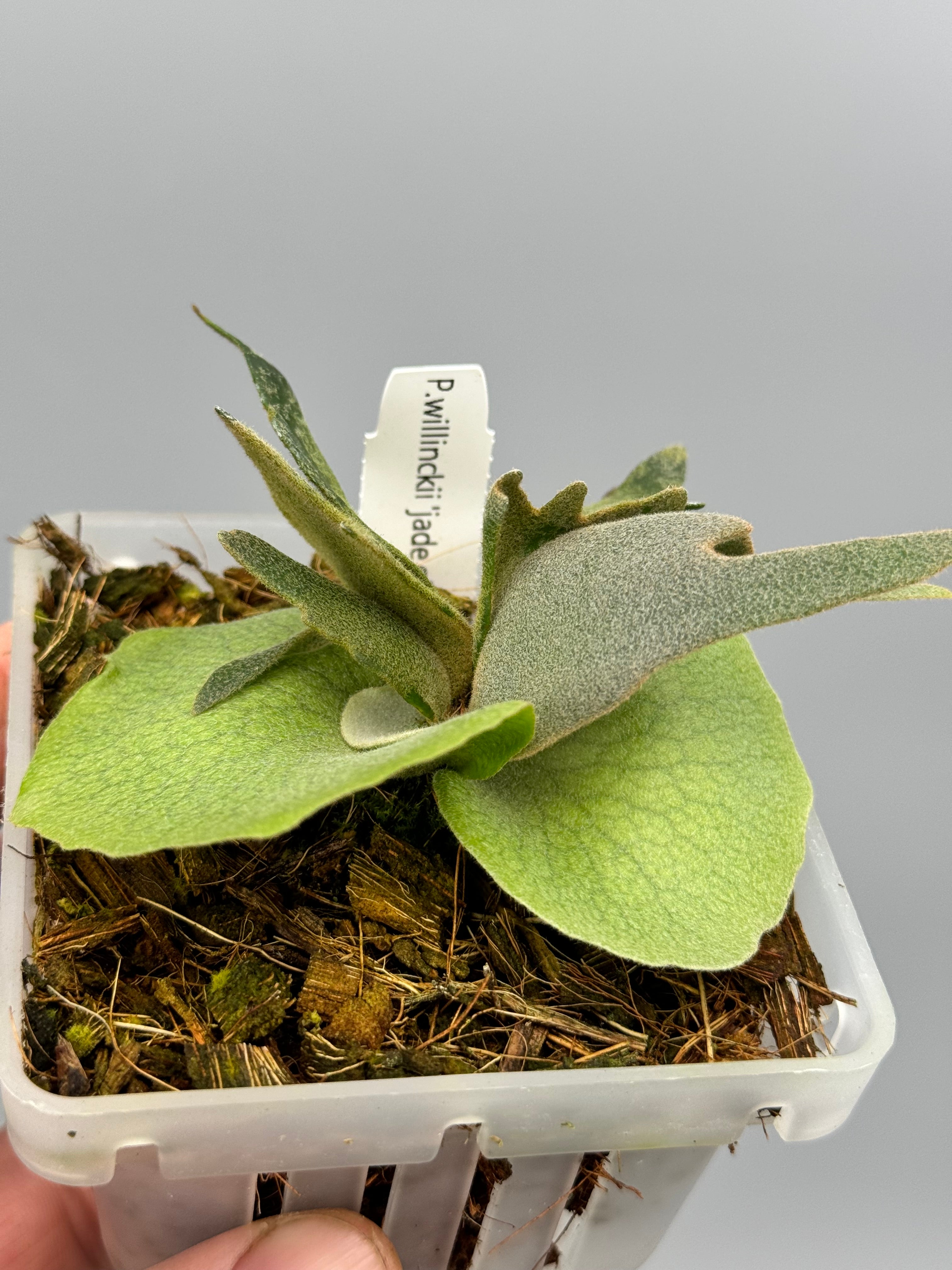 Platycerium willinckii "Jade Girl" (Medium Size)