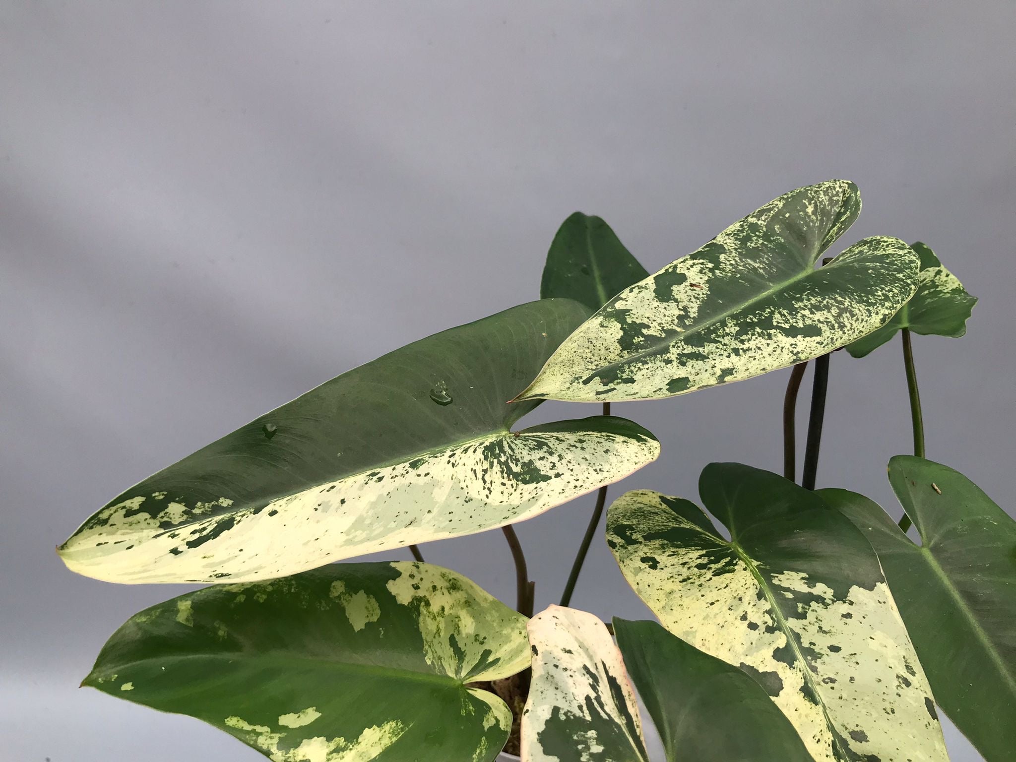 Philodendron ilsemanii