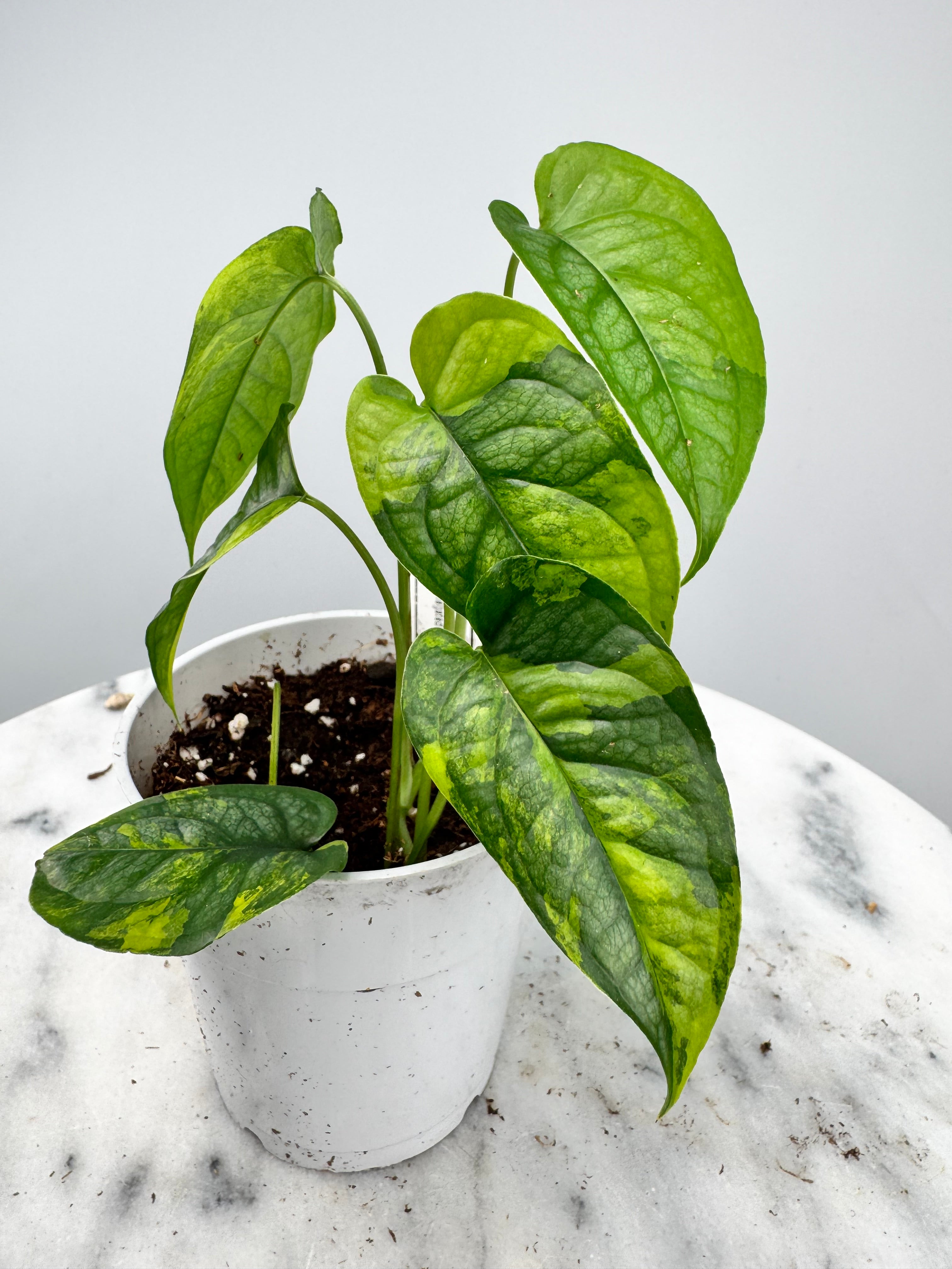 Monstera siltepecana variegated