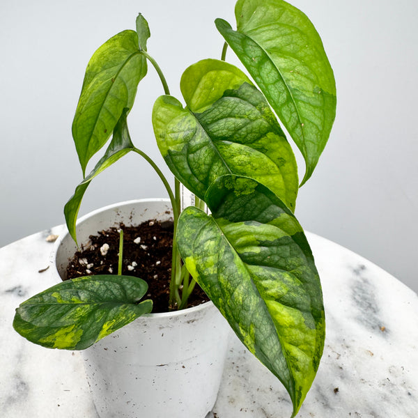 その他観葉植物 Monstera siltepecana variegated Monstera Siltepecana Variegated - Etsy