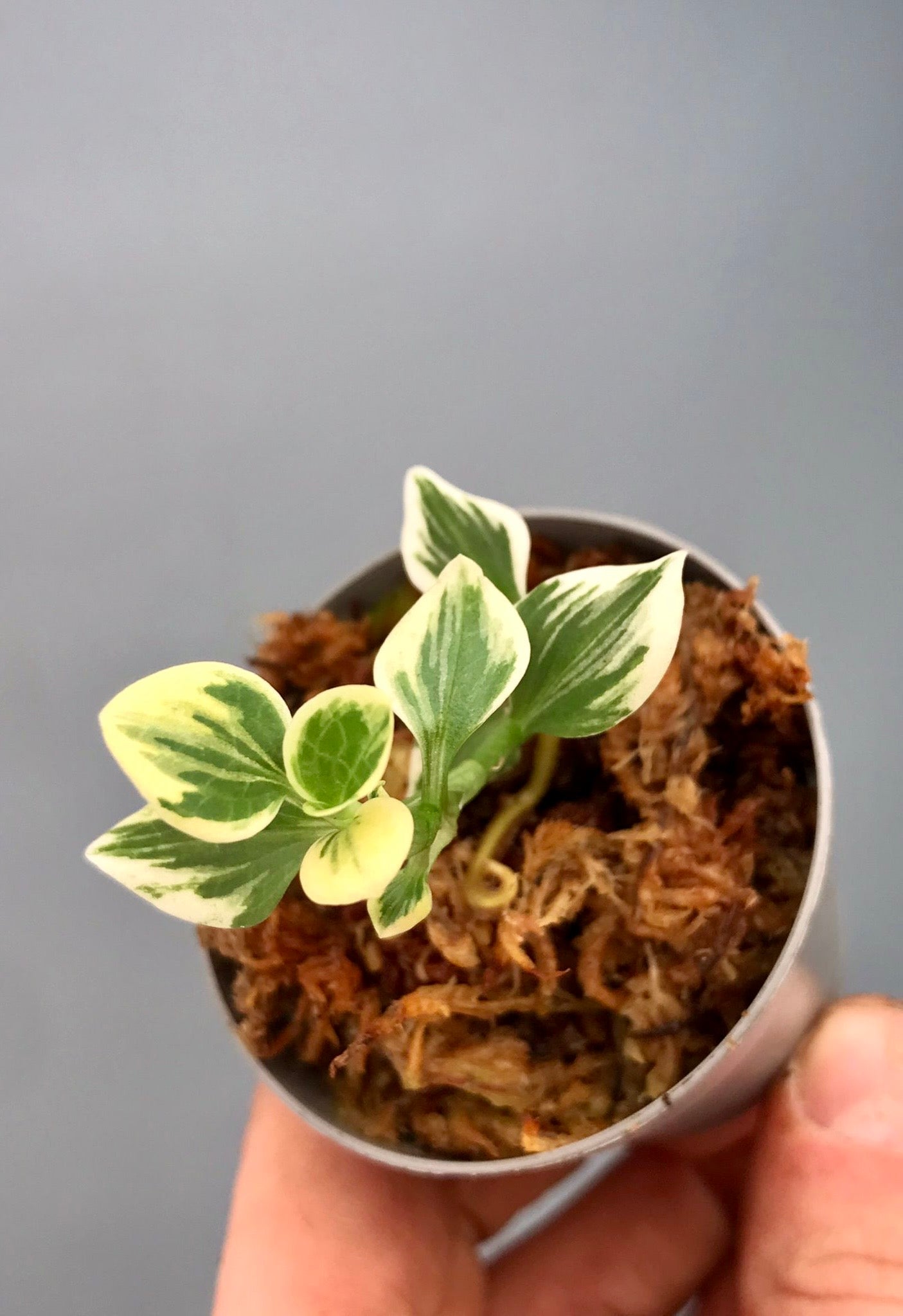 Goodyera schlechtendaliana "Outdoor Variegata"
