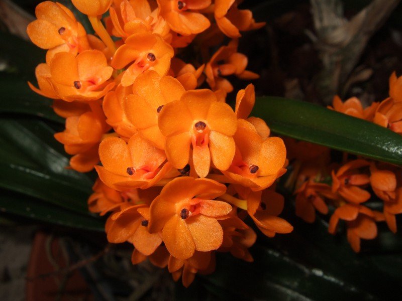 Ascocentrum miniatum 'Big Plant'