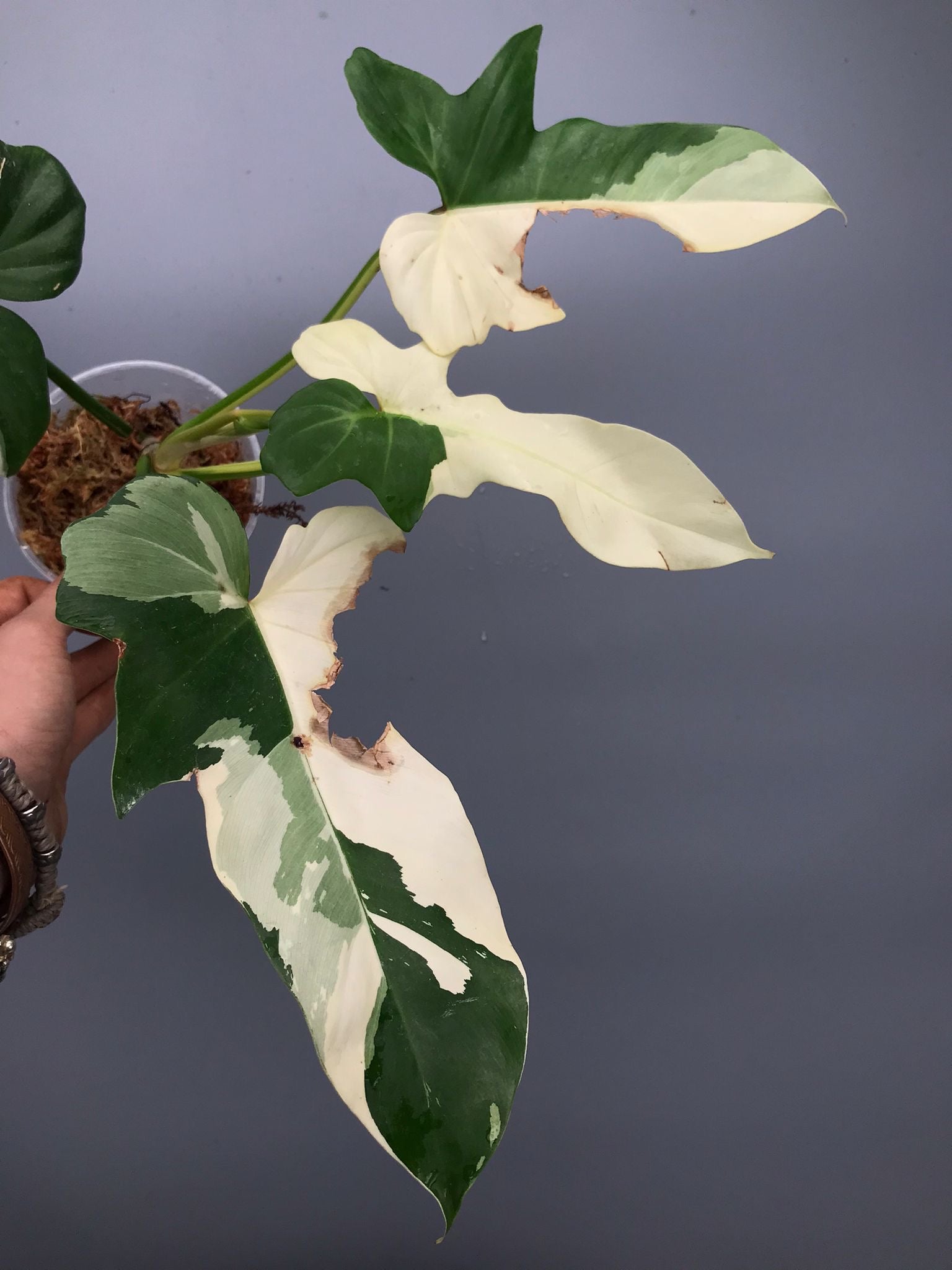 Philodendron Golden Dragon variegated albo