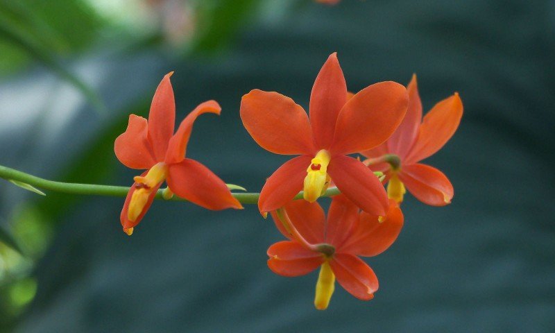 Encyclia vitellina