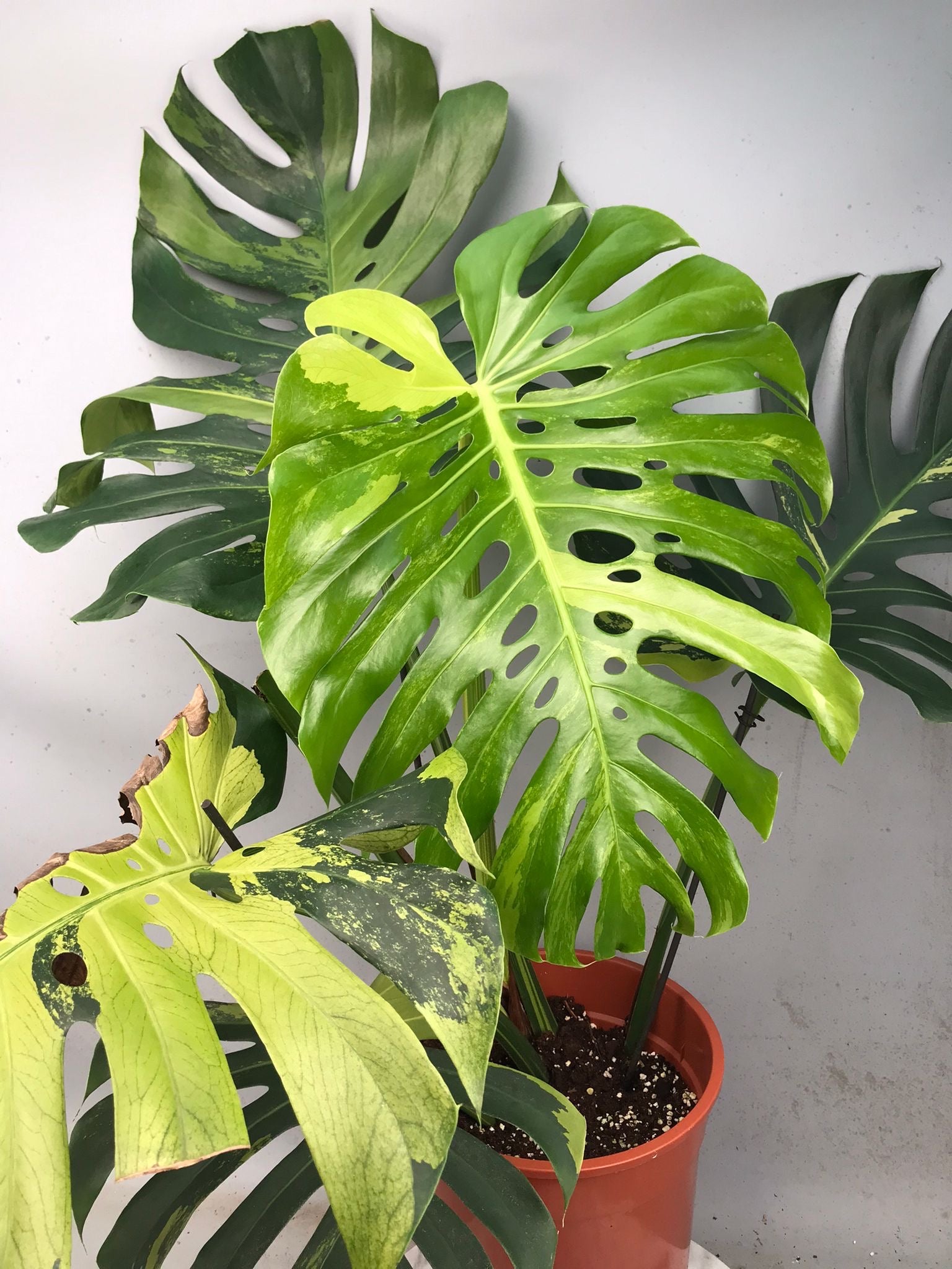 Monstera Ocean Mint XL nr 1
