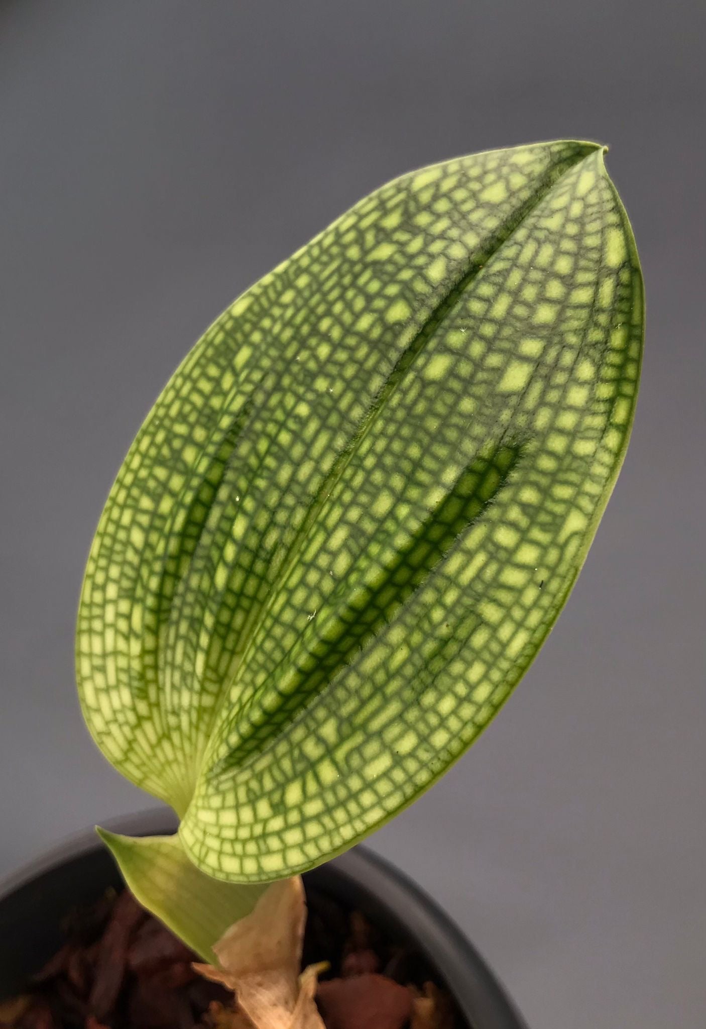 Bulbophyllum reticulatum (Cutting 1 Leaf)
