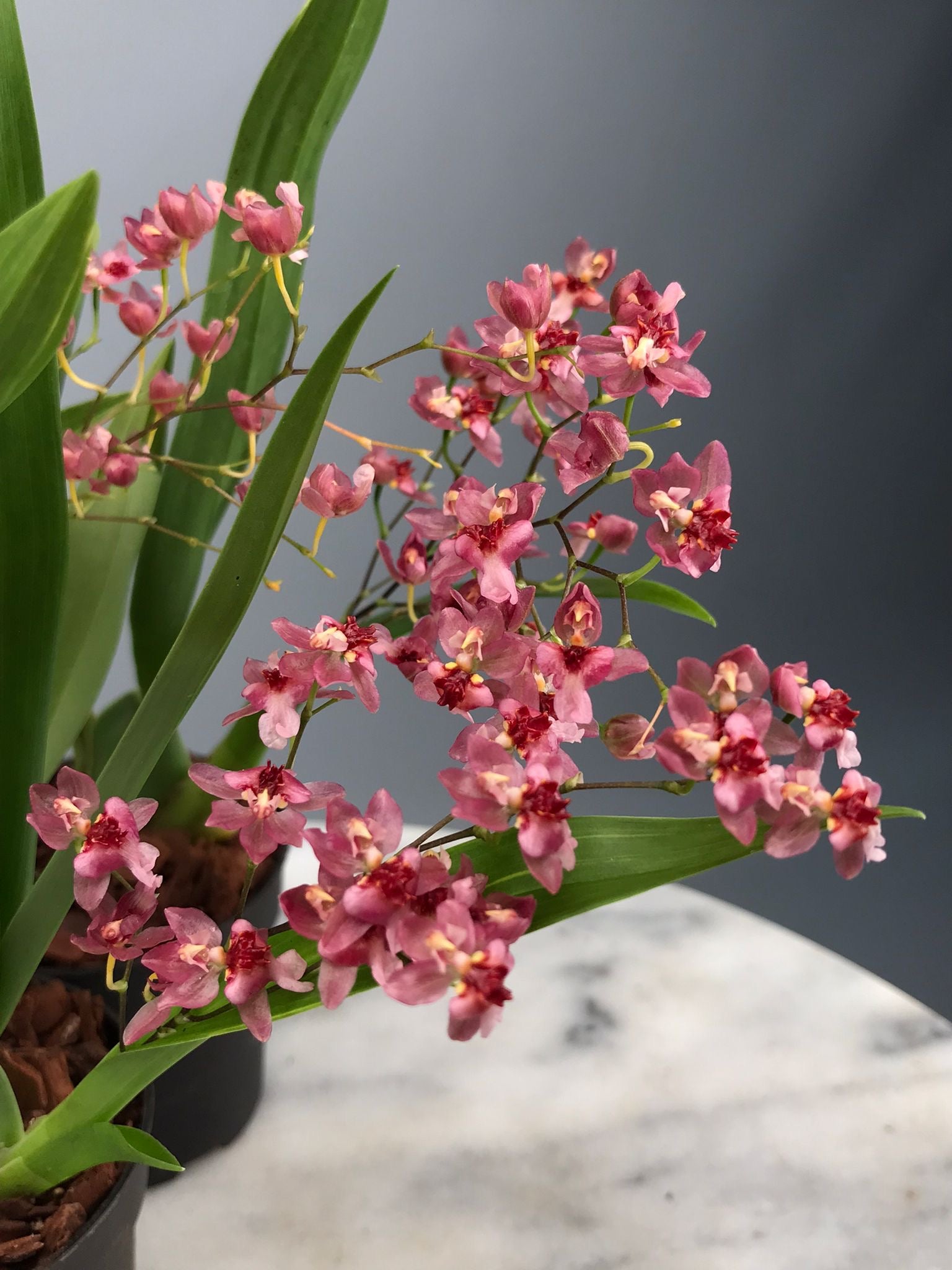 Oncidium Tiny Twinkle ’Red Fantasy’