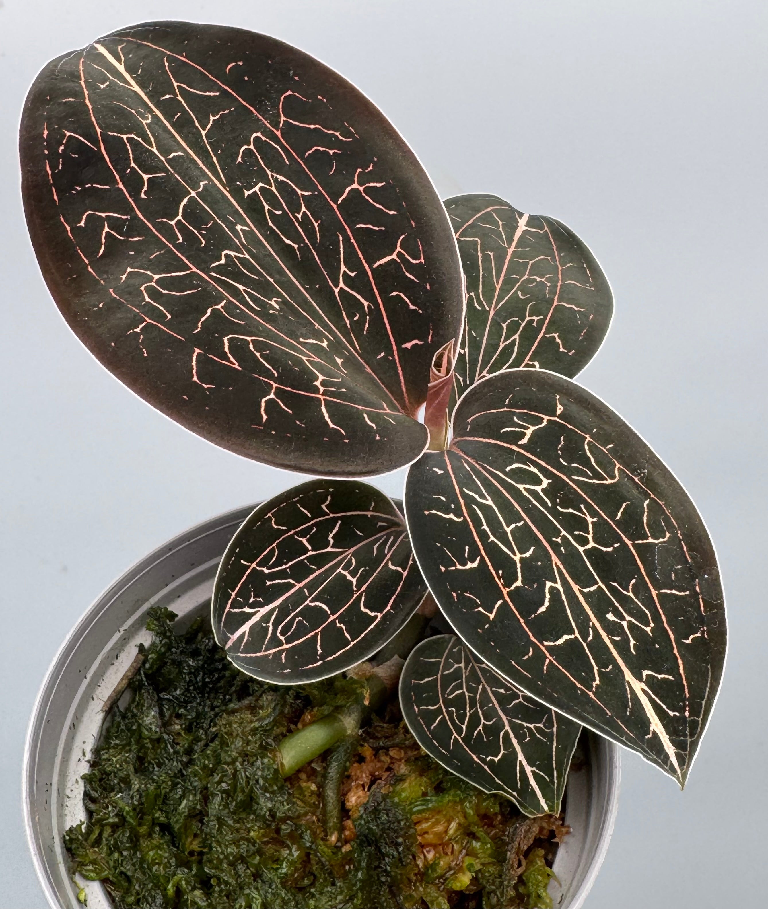 Anoectochilus chapaensis “big plant”