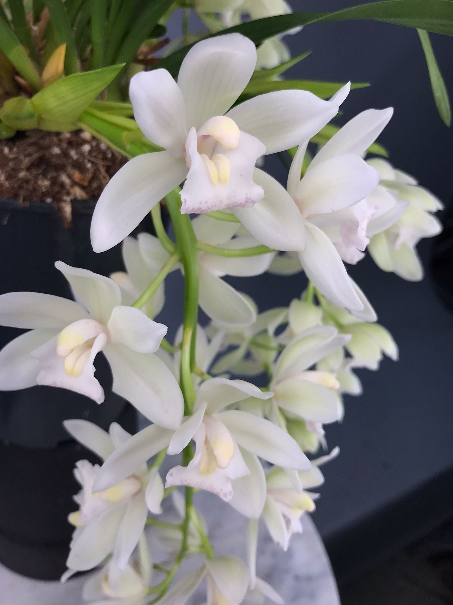 Cymbidium Sarah Jean "Ice Cascade"